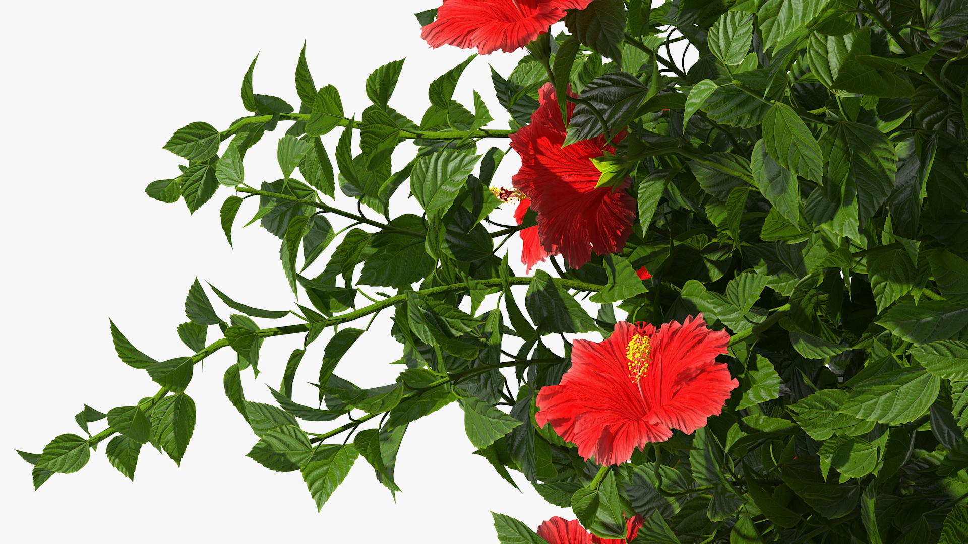 Flowering Hibiscus Bush Red 3D