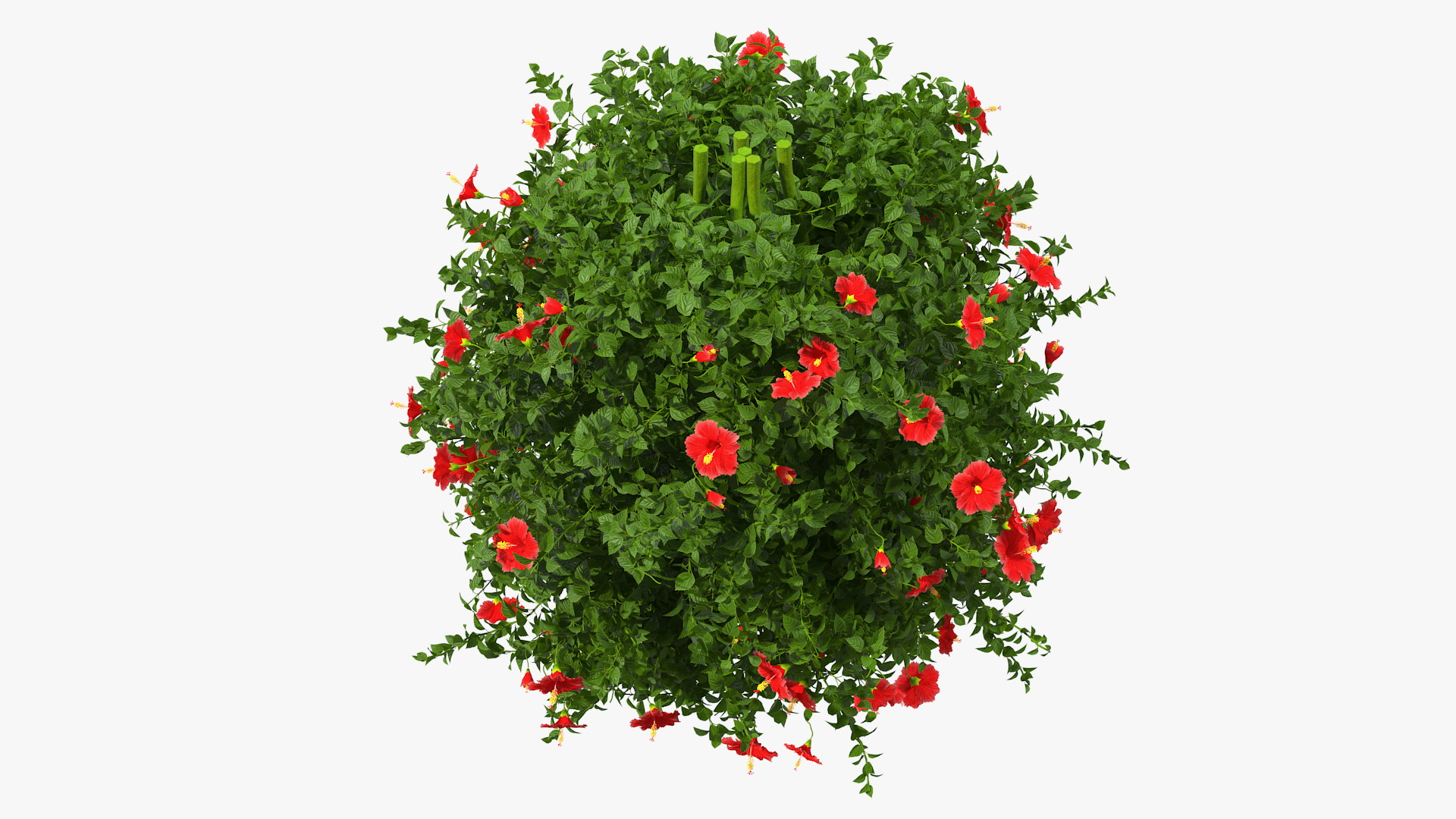Flowering Hibiscus Bush Red 3D