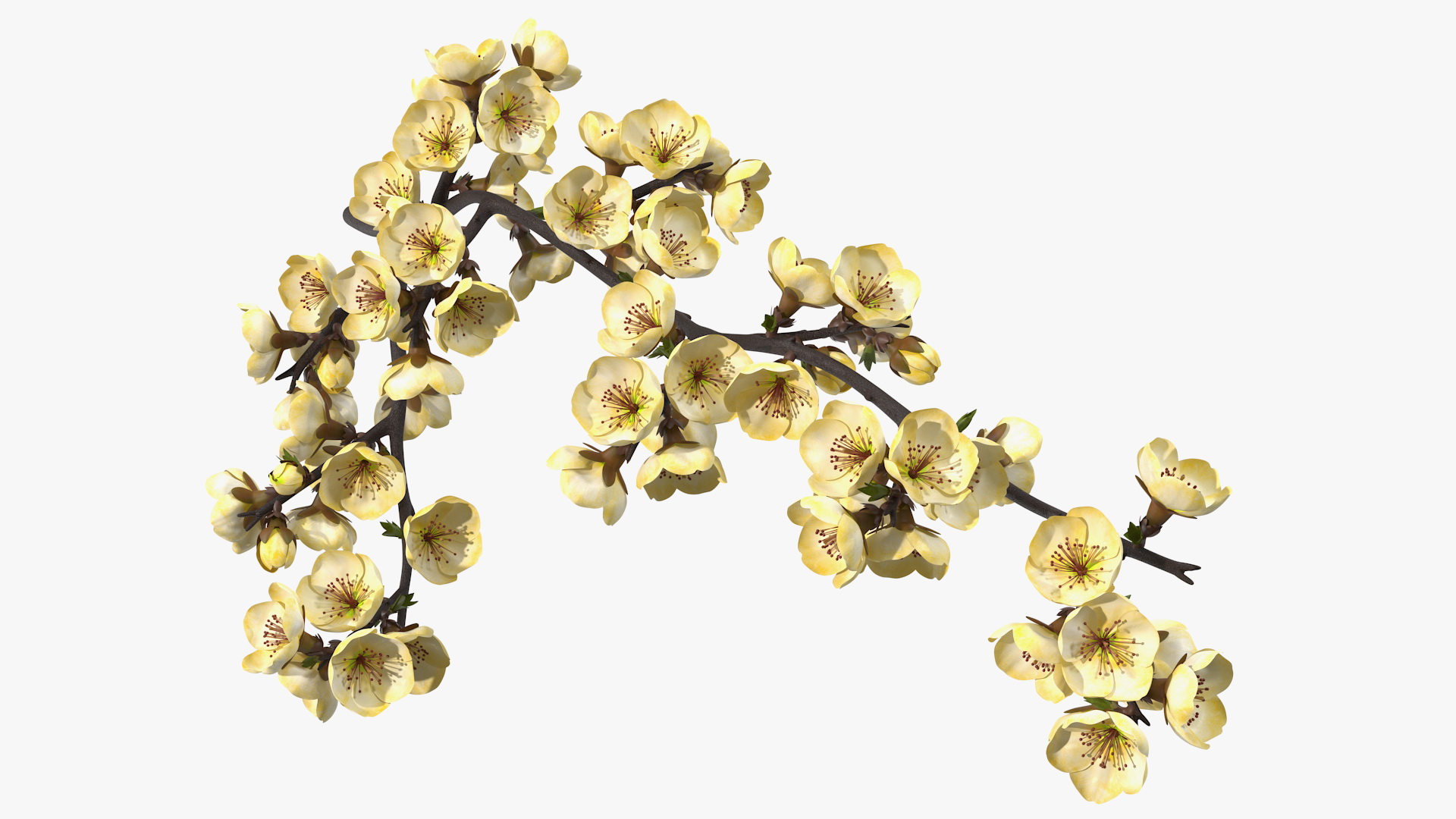 3D Tree Branch with Yellow Flowers