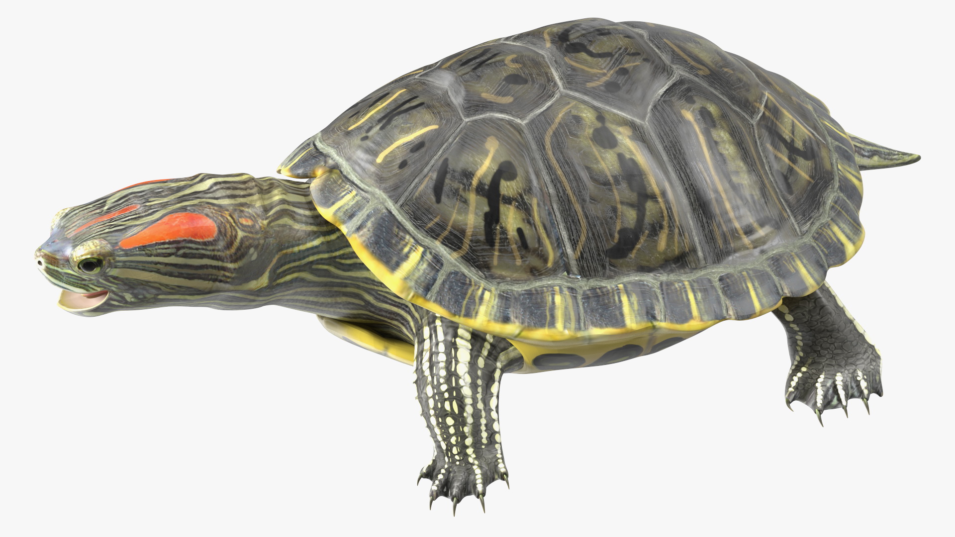 3D Red Eared Slider