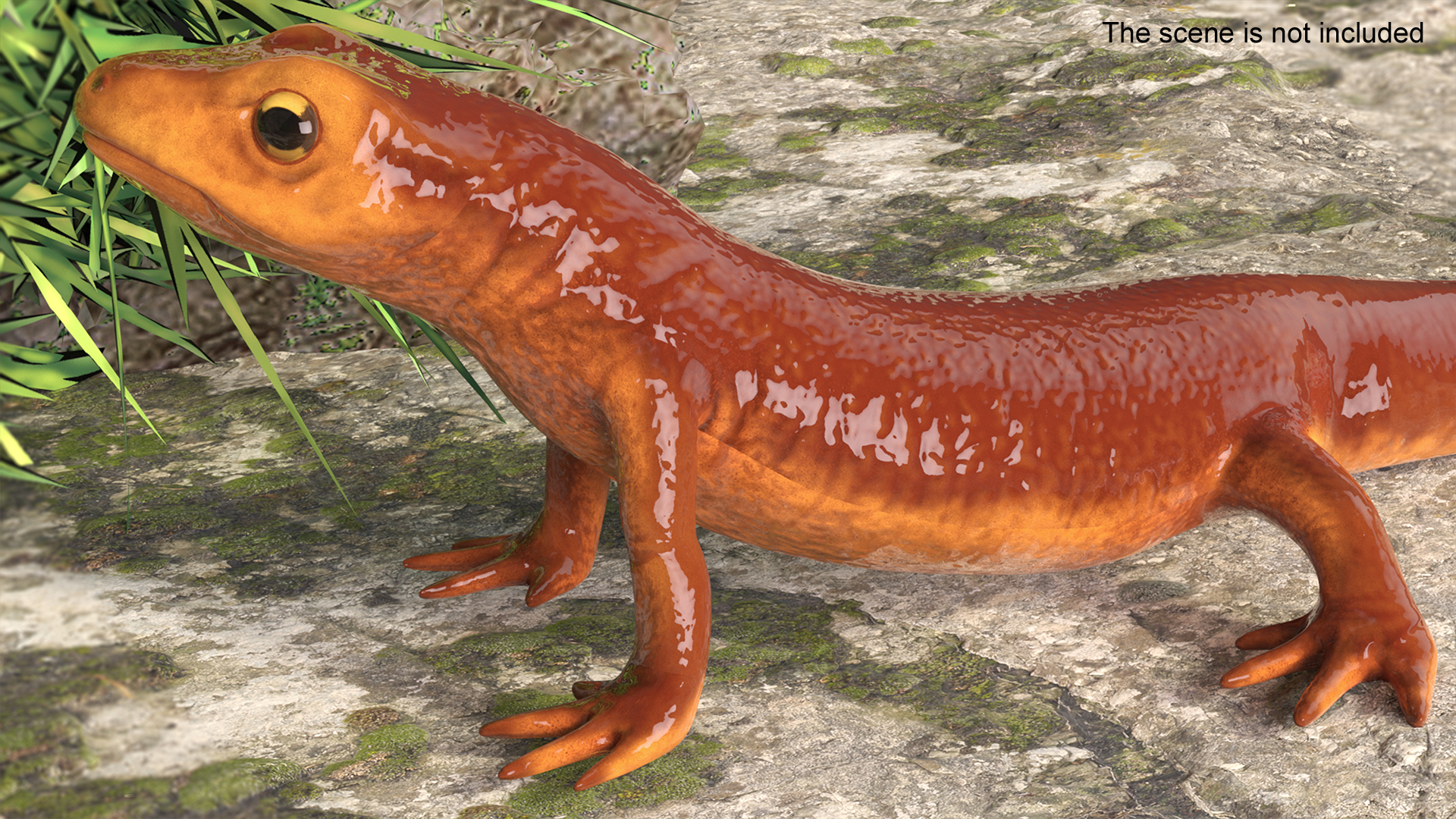 California Newt Standing Pose 3D model