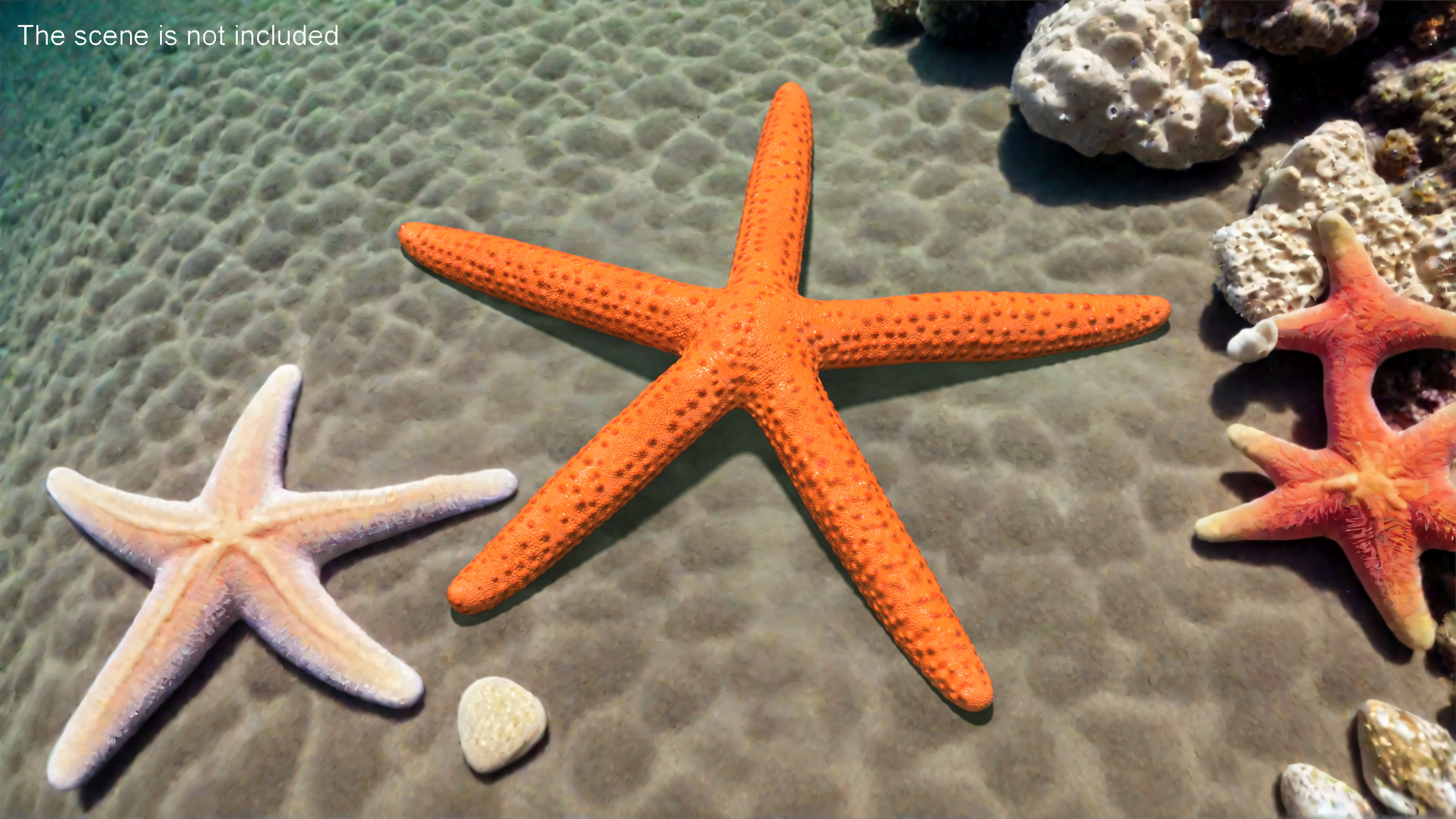3D Mediterranean Red Sea Star