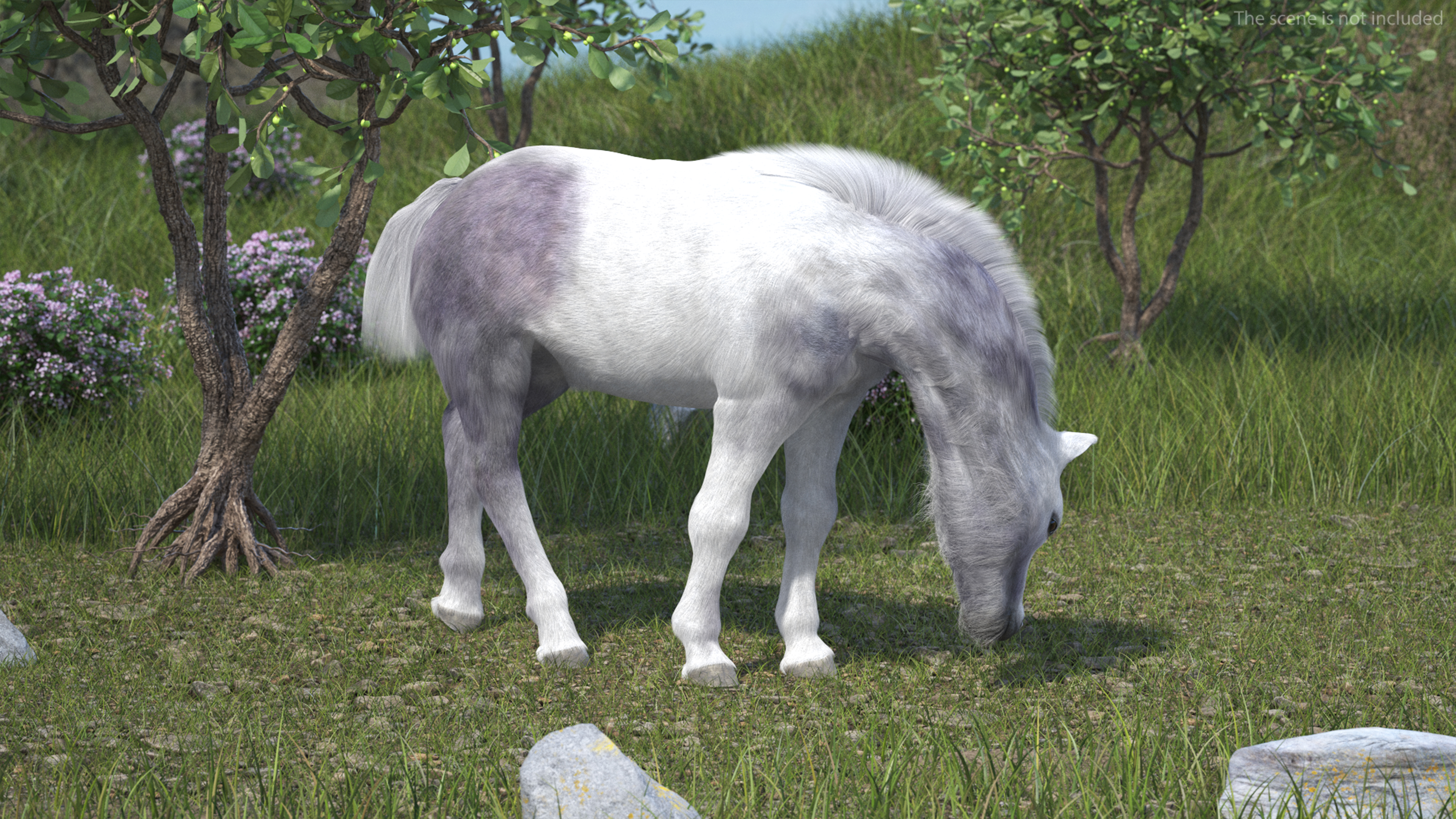 White Shetland Pony in Grazing Pose Fur 3D model
