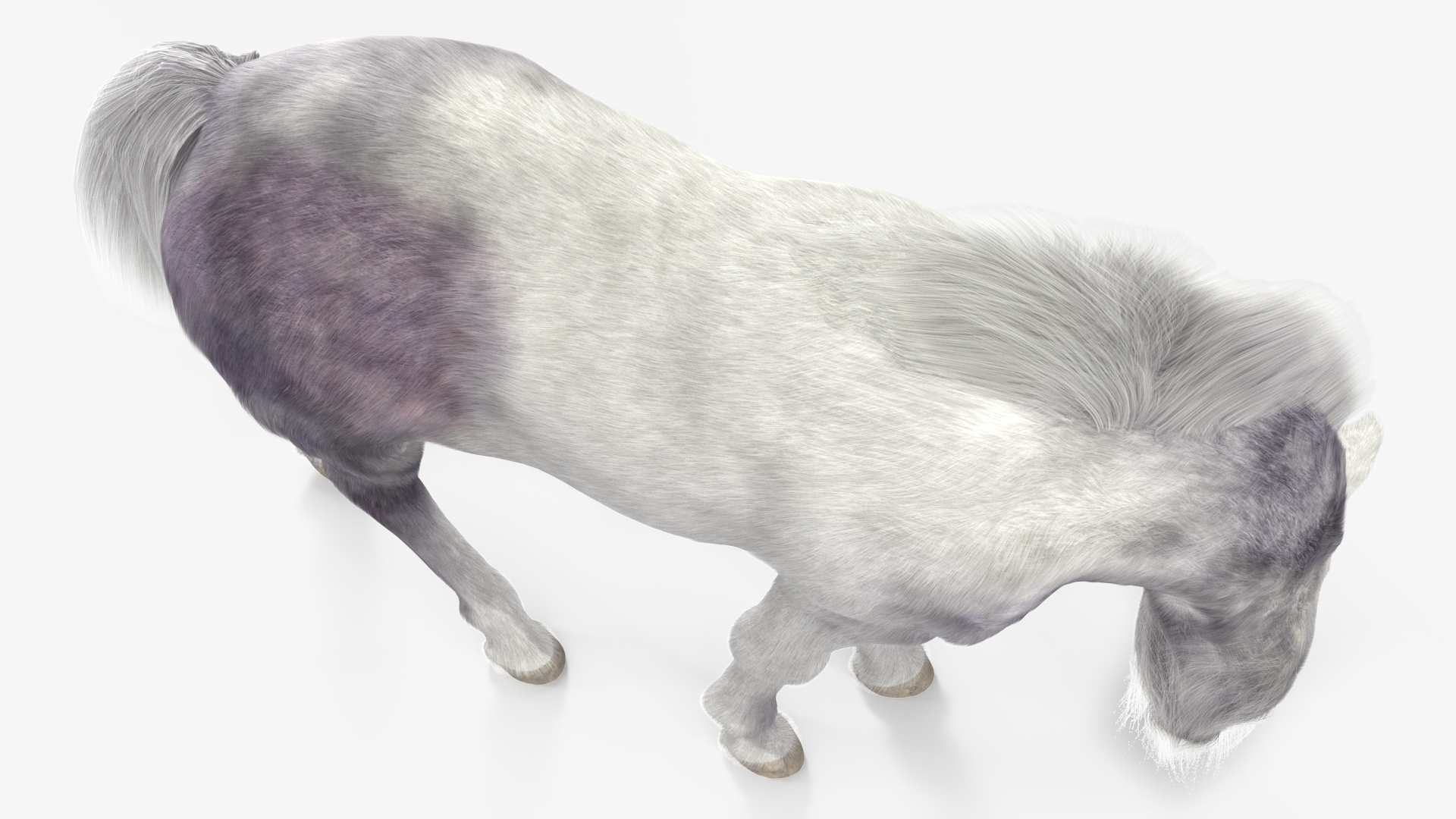 White Shetland Pony in Grazing Pose Fur 3D model