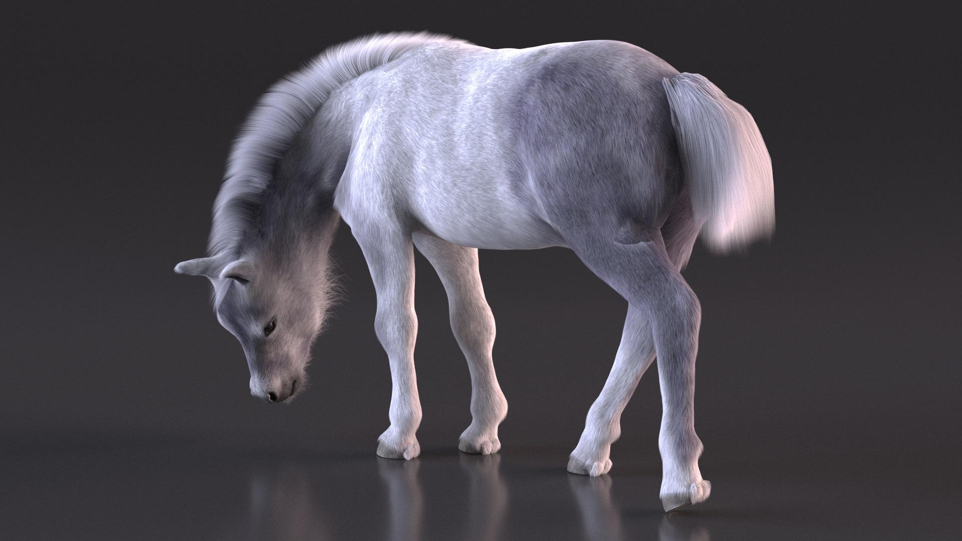 White Shetland Pony in Grazing Pose Fur 3D model