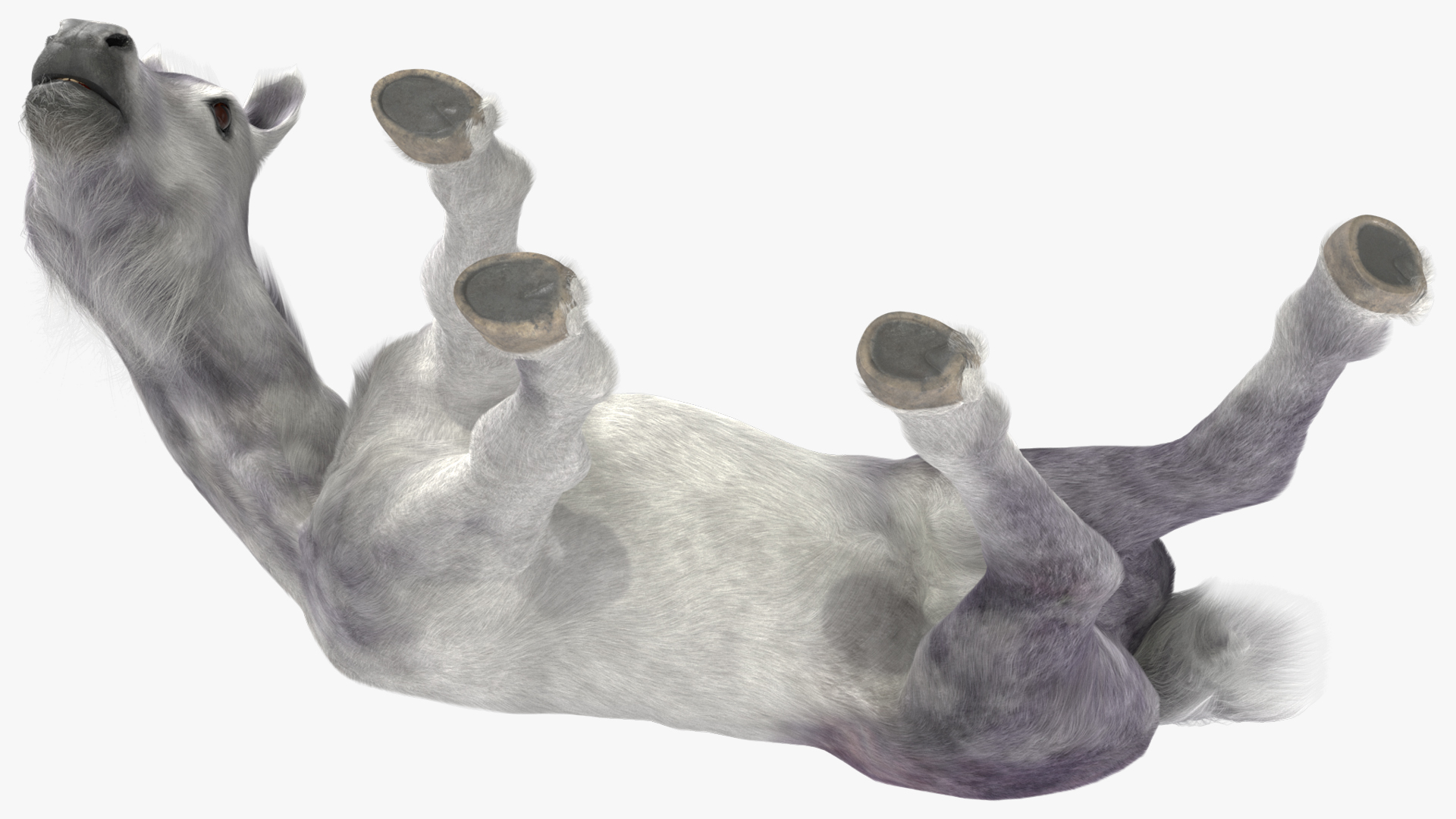 White Shetland Pony in Grazing Pose Fur 3D model