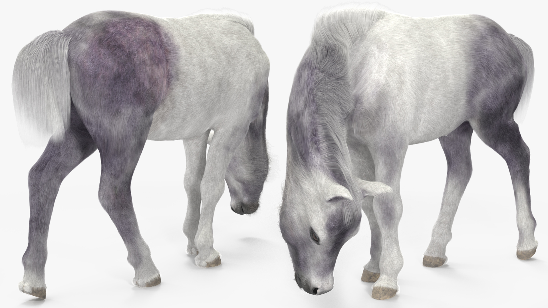 White Shetland Pony in Grazing Pose Fur 3D model