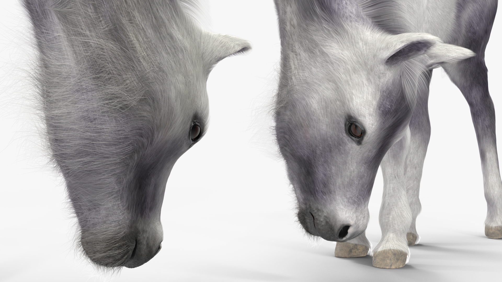White Shetland Pony in Grazing Pose Fur 3D model