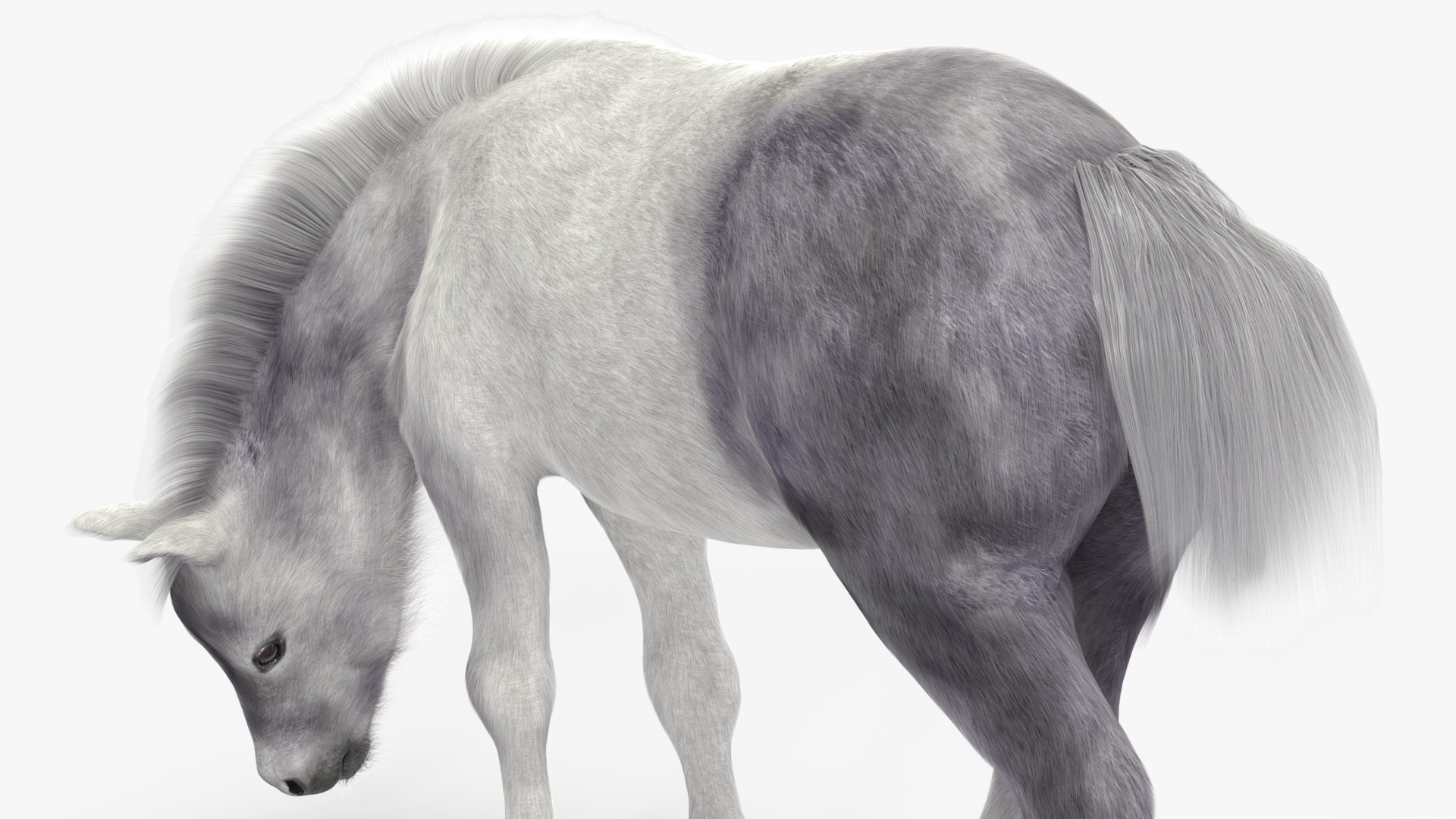 White Shetland Pony in Grazing Pose Fur 3D model
