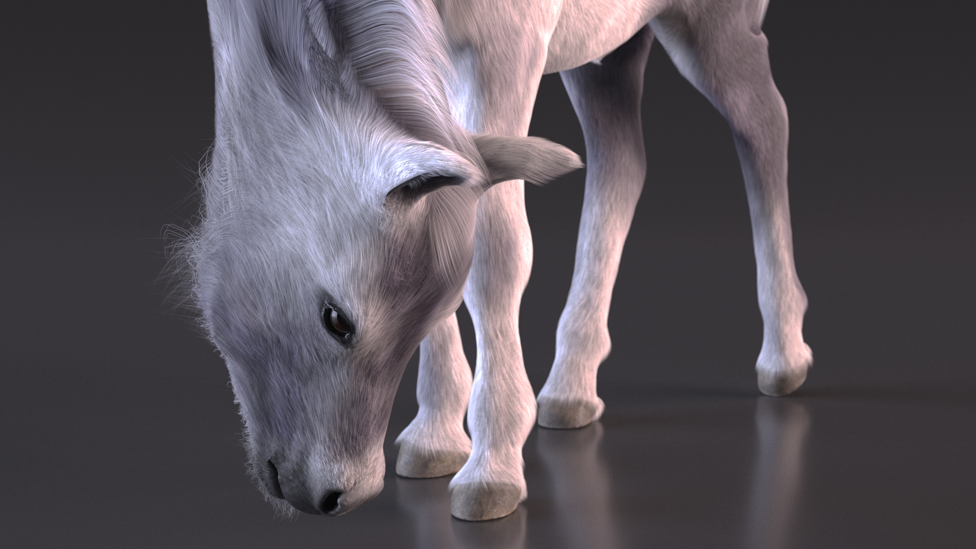 White Shetland Pony in Grazing Pose Fur 3D model