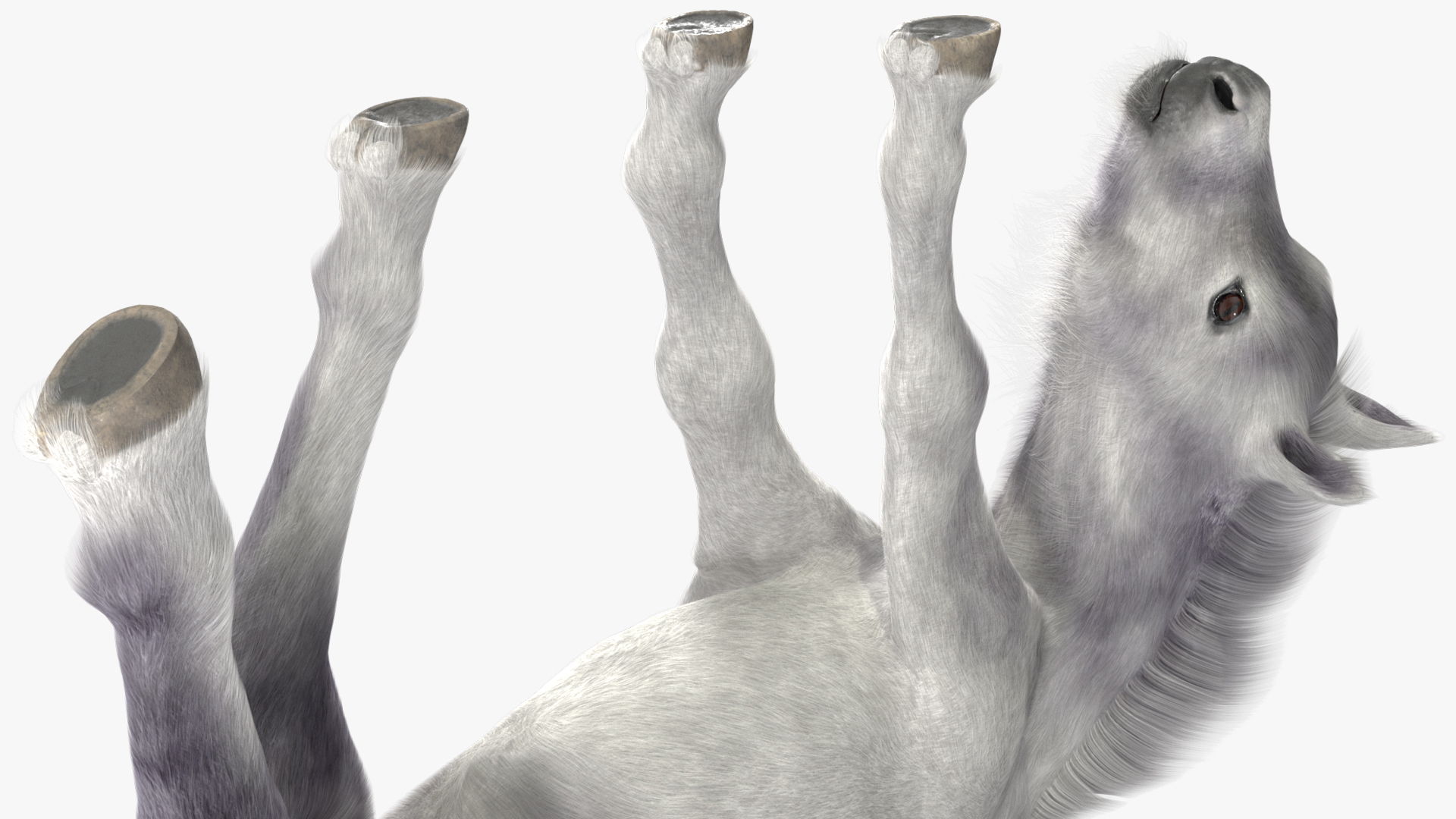 White Shetland Pony in Grazing Pose Fur 3D model