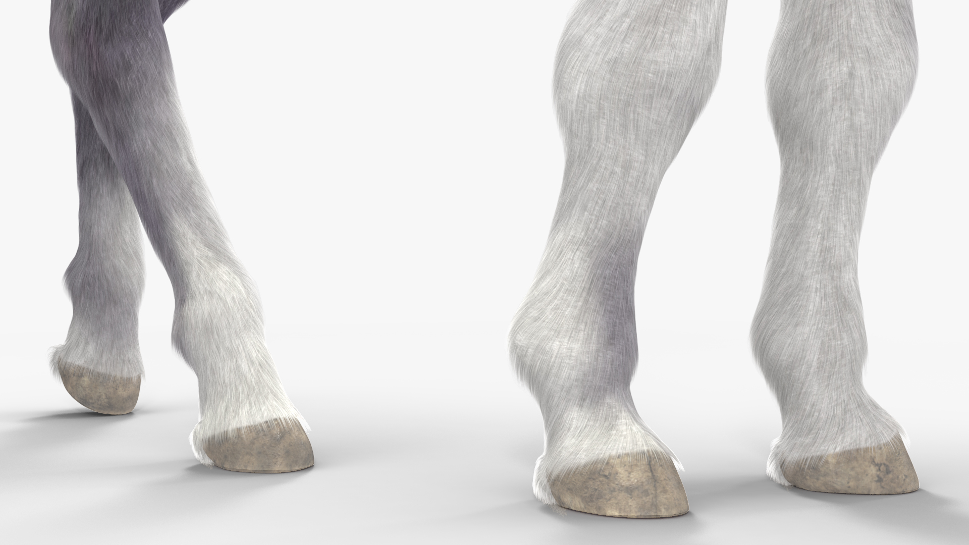 White Shetland Pony in Grazing Pose Fur 3D model