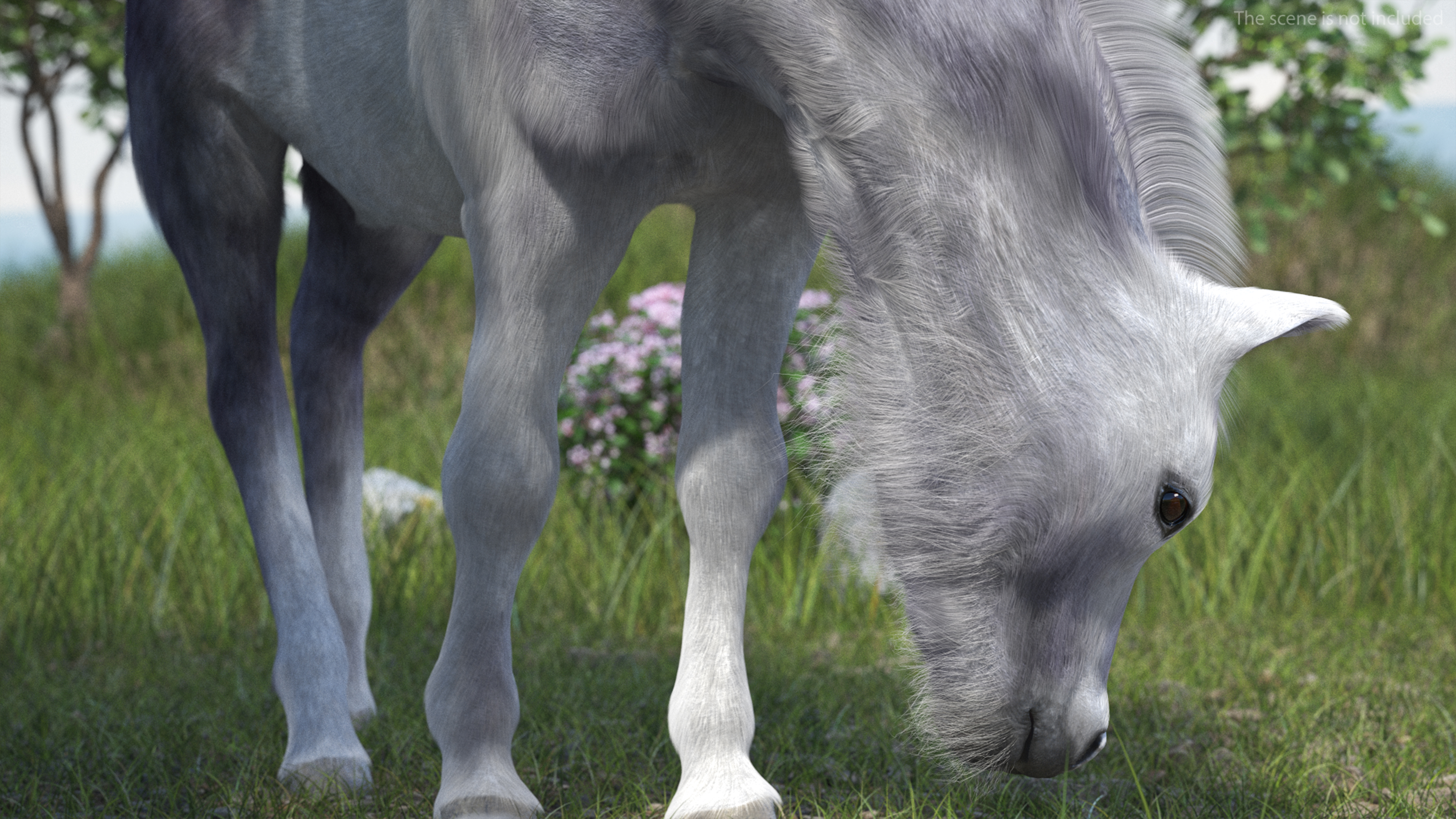 White Shetland Pony in Grazing Pose Fur 3D model
