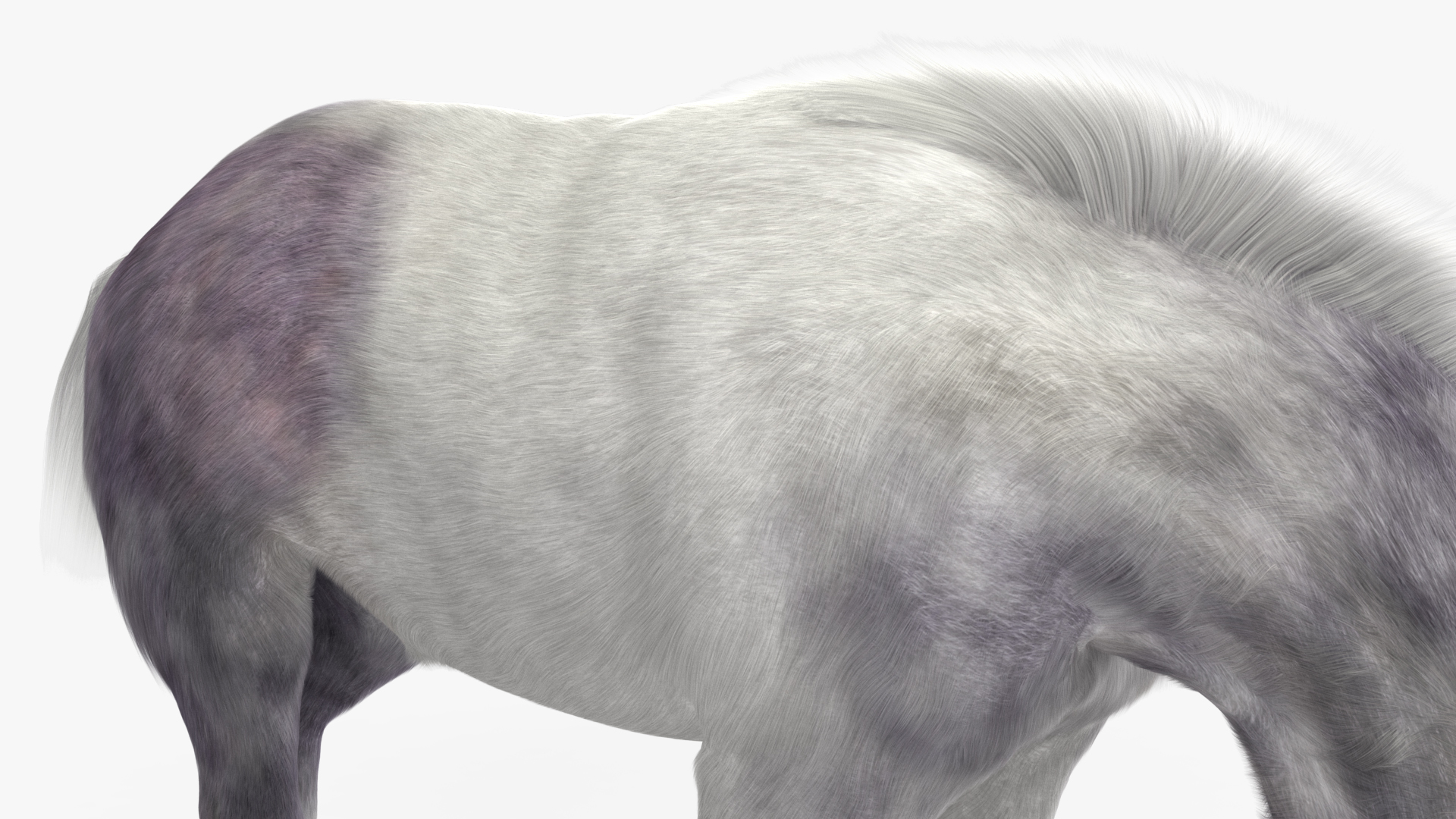 White Shetland Pony in Grazing Pose Fur 3D model