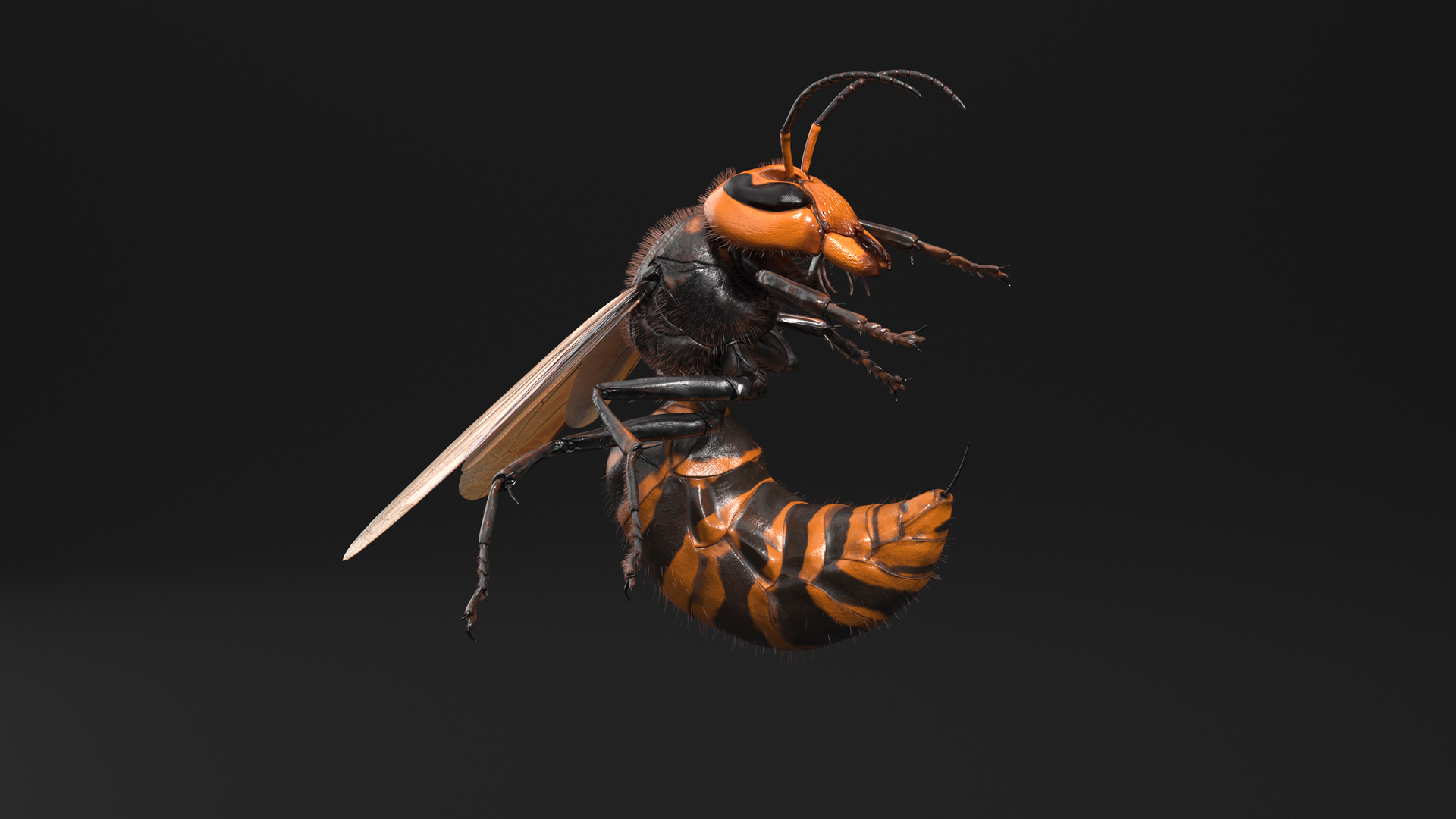 Northern Giant Hornet Fur Attack Pose 3D