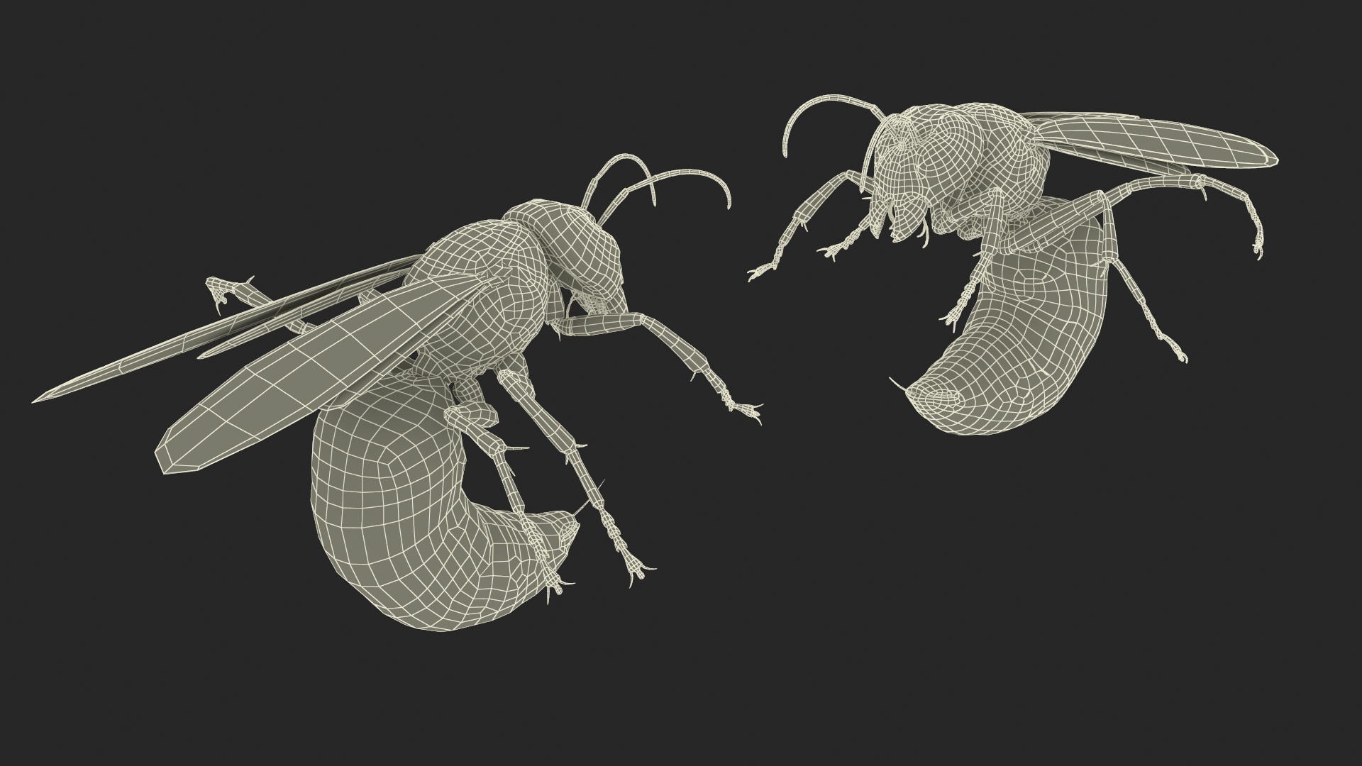 Northern Giant Hornet Fur Attack Pose 3D