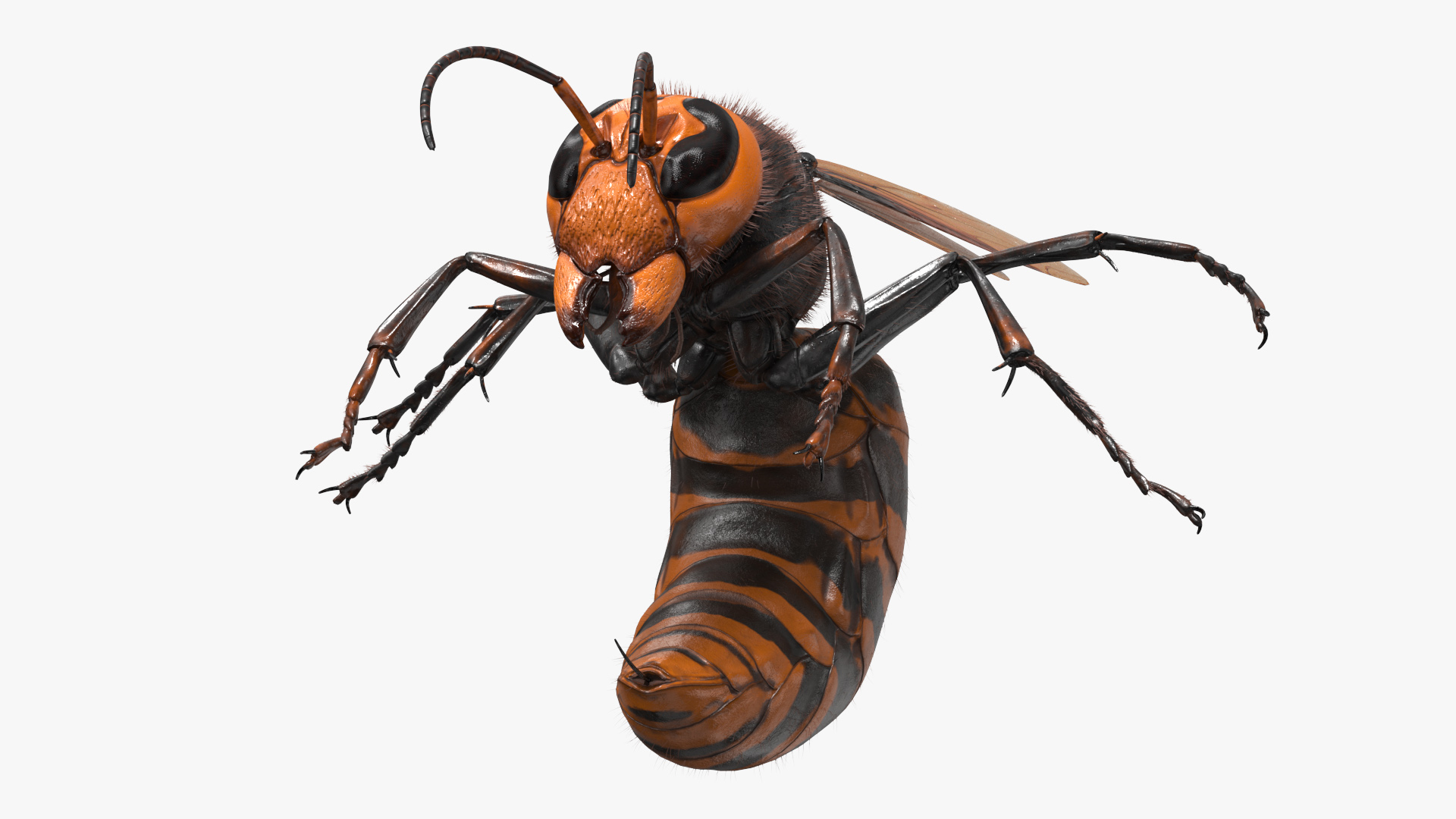 Northern Giant Hornet Fur Attack Pose 3D