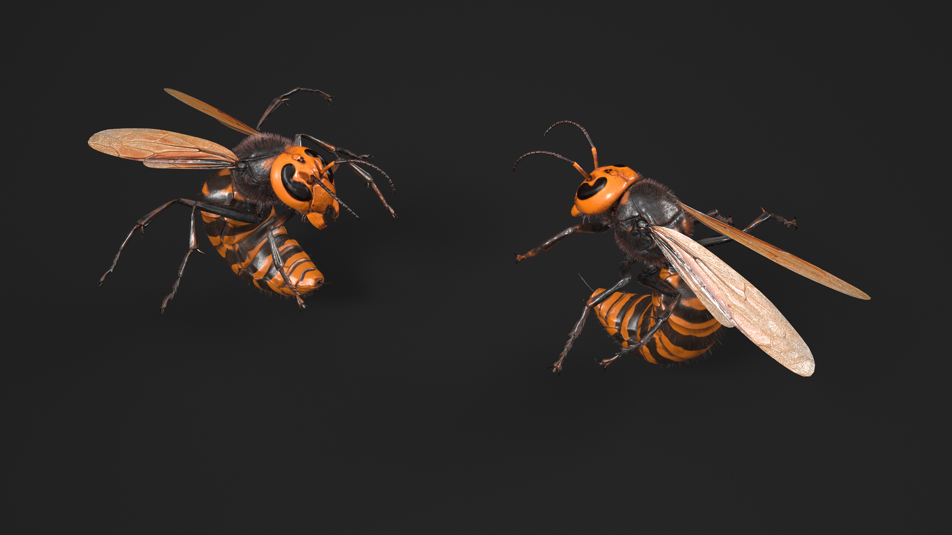 Northern Giant Hornet Fur Attack Pose 3D