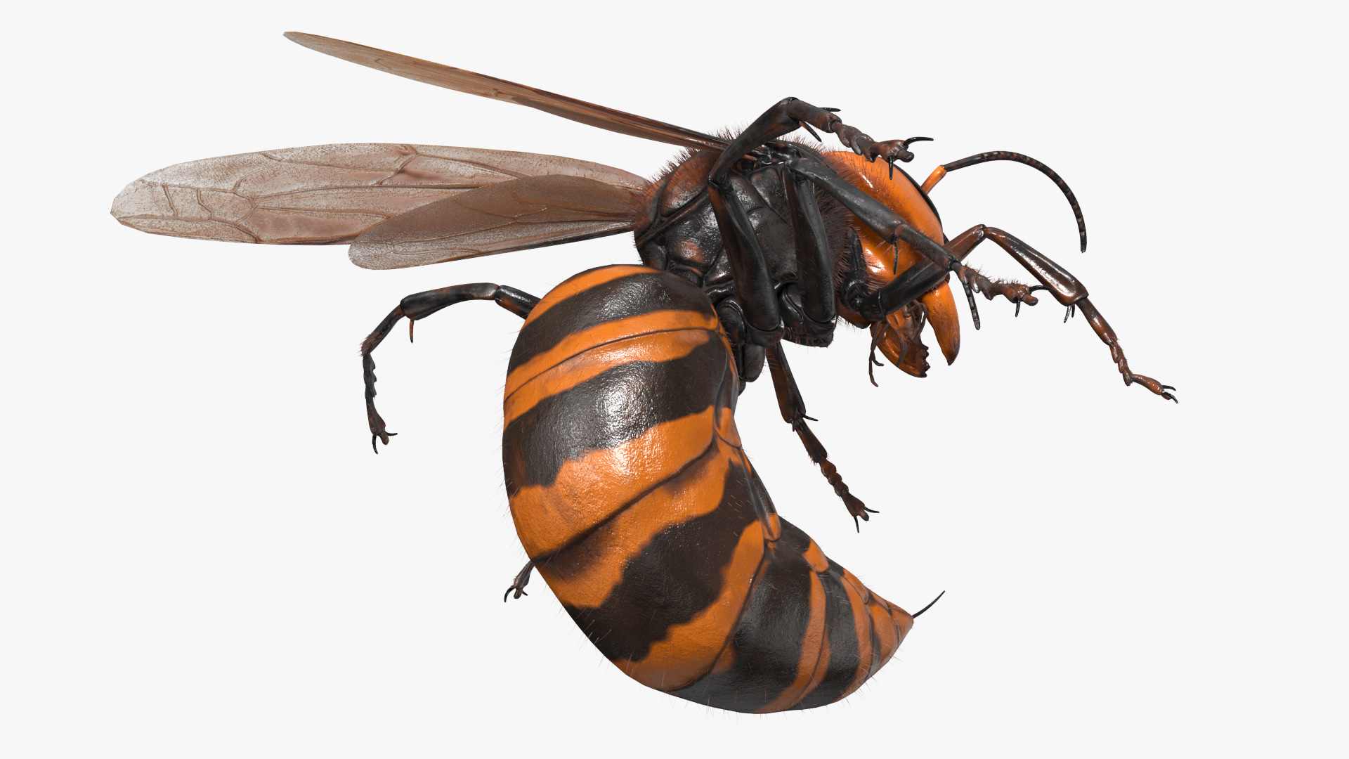Northern Giant Hornet Fur Attack Pose 3D