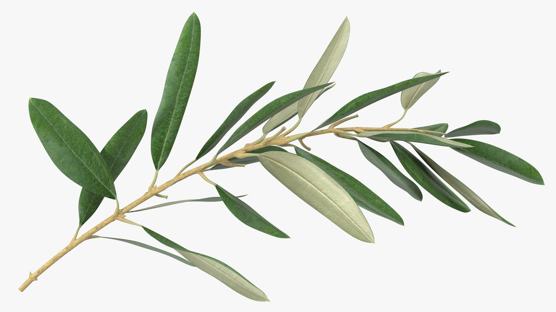 Olive Tree Branch No Olives 3D