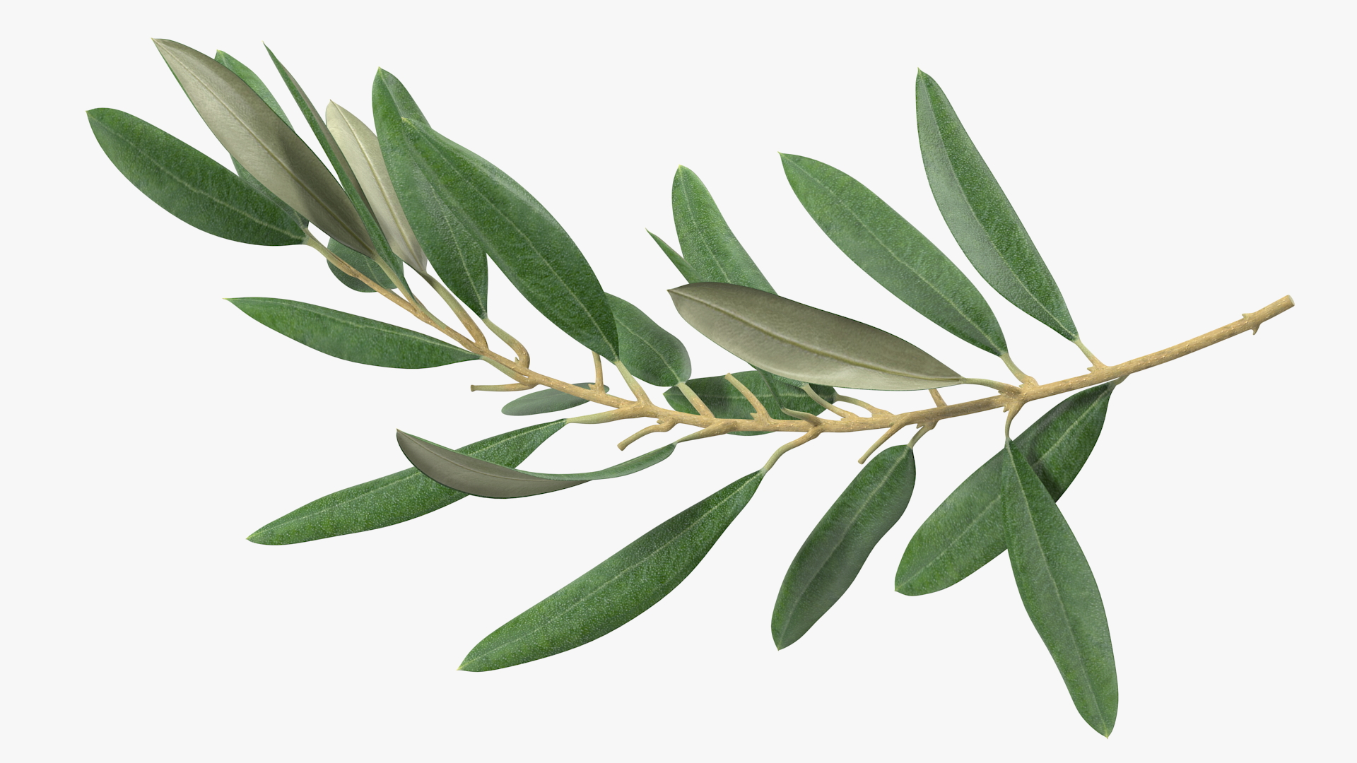 Olive Tree Branch No Olives 3D