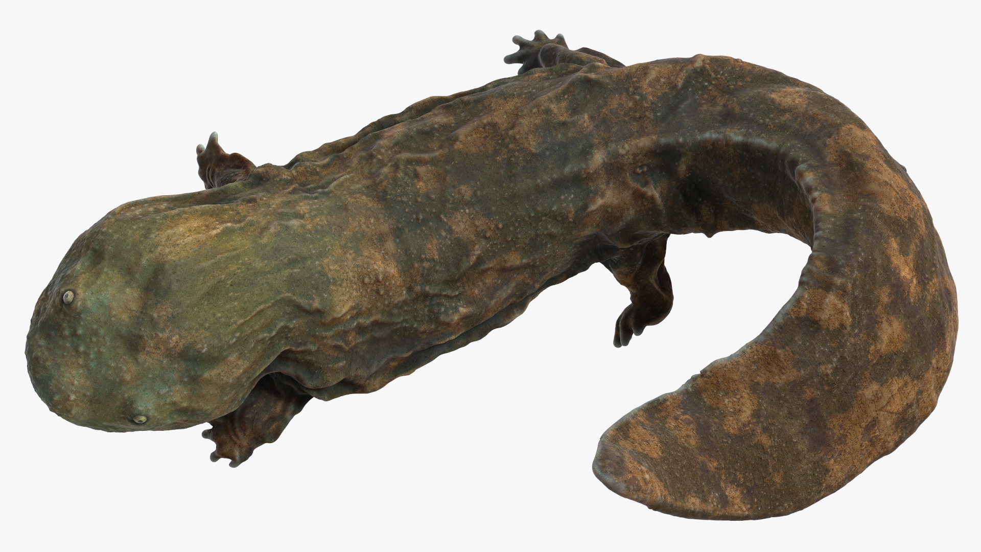 3D Aquatic Salamander Light Rigged