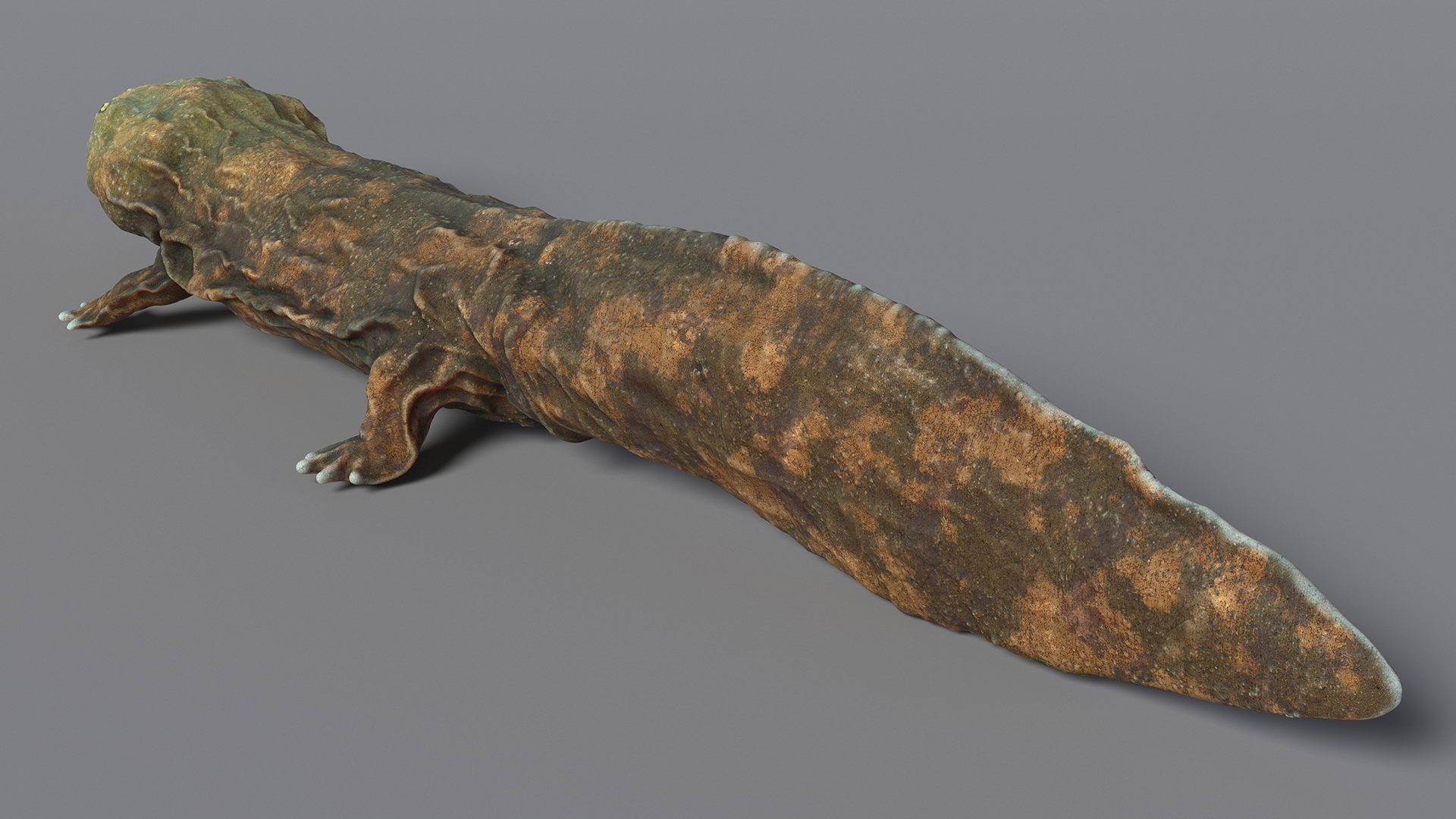3D Aquatic Salamander Light Rigged