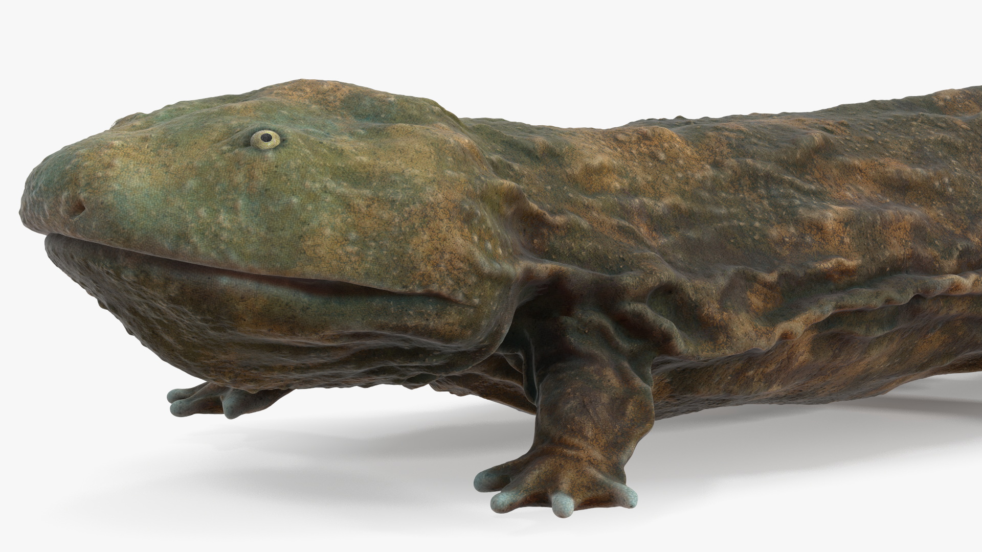 3D Aquatic Salamander Light Rigged