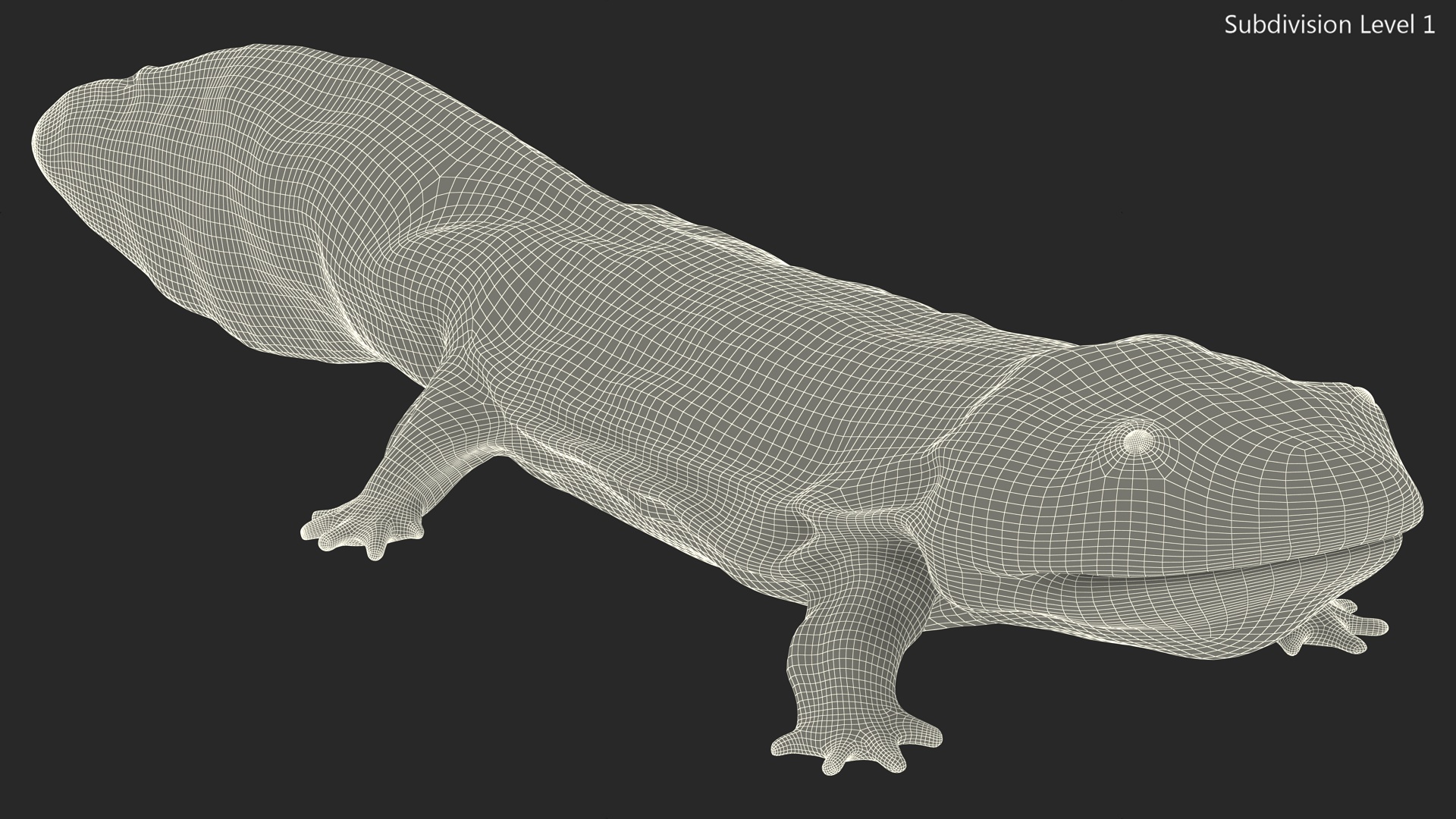 3D Aquatic Salamander Light Rigged