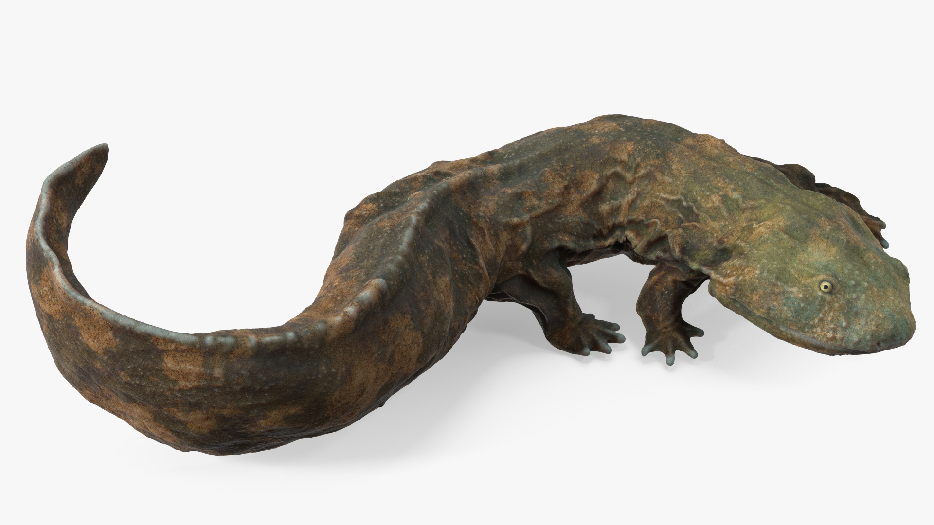 3D Aquatic Salamander Light Rigged