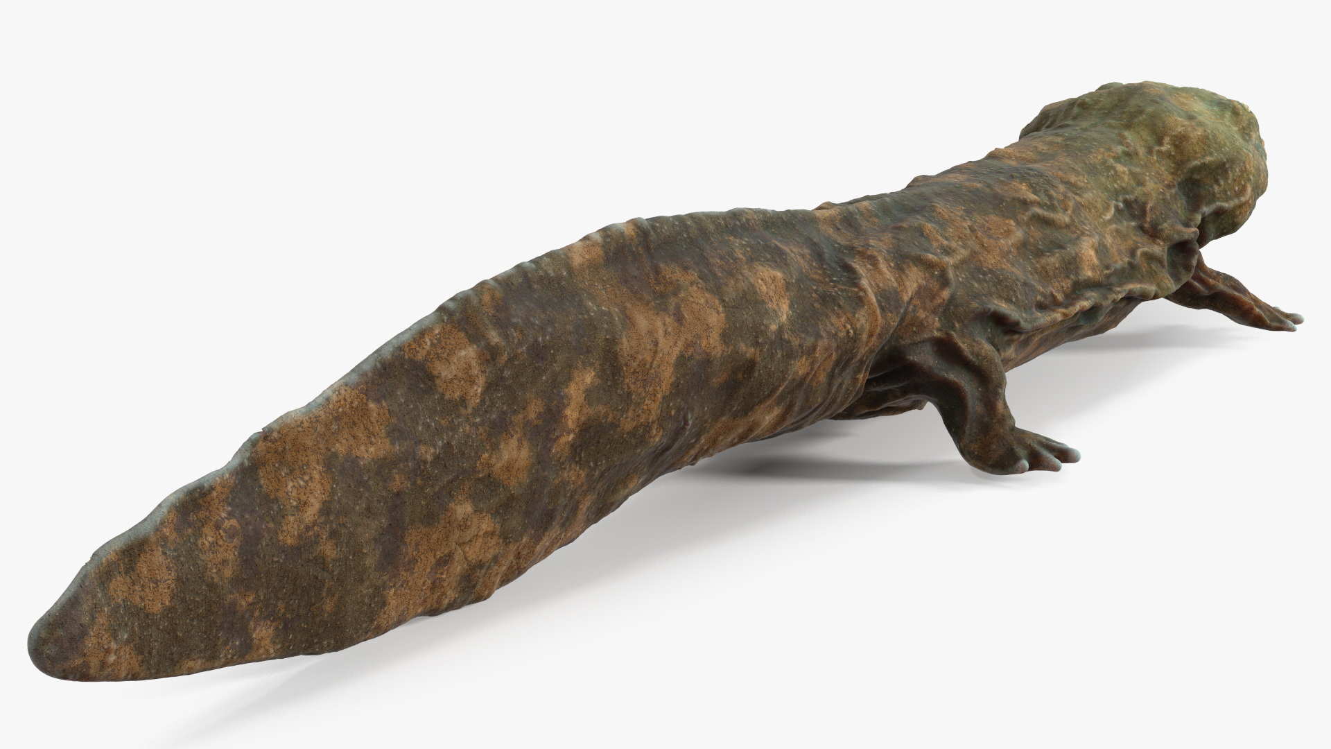 3D Aquatic Salamander Light Rigged