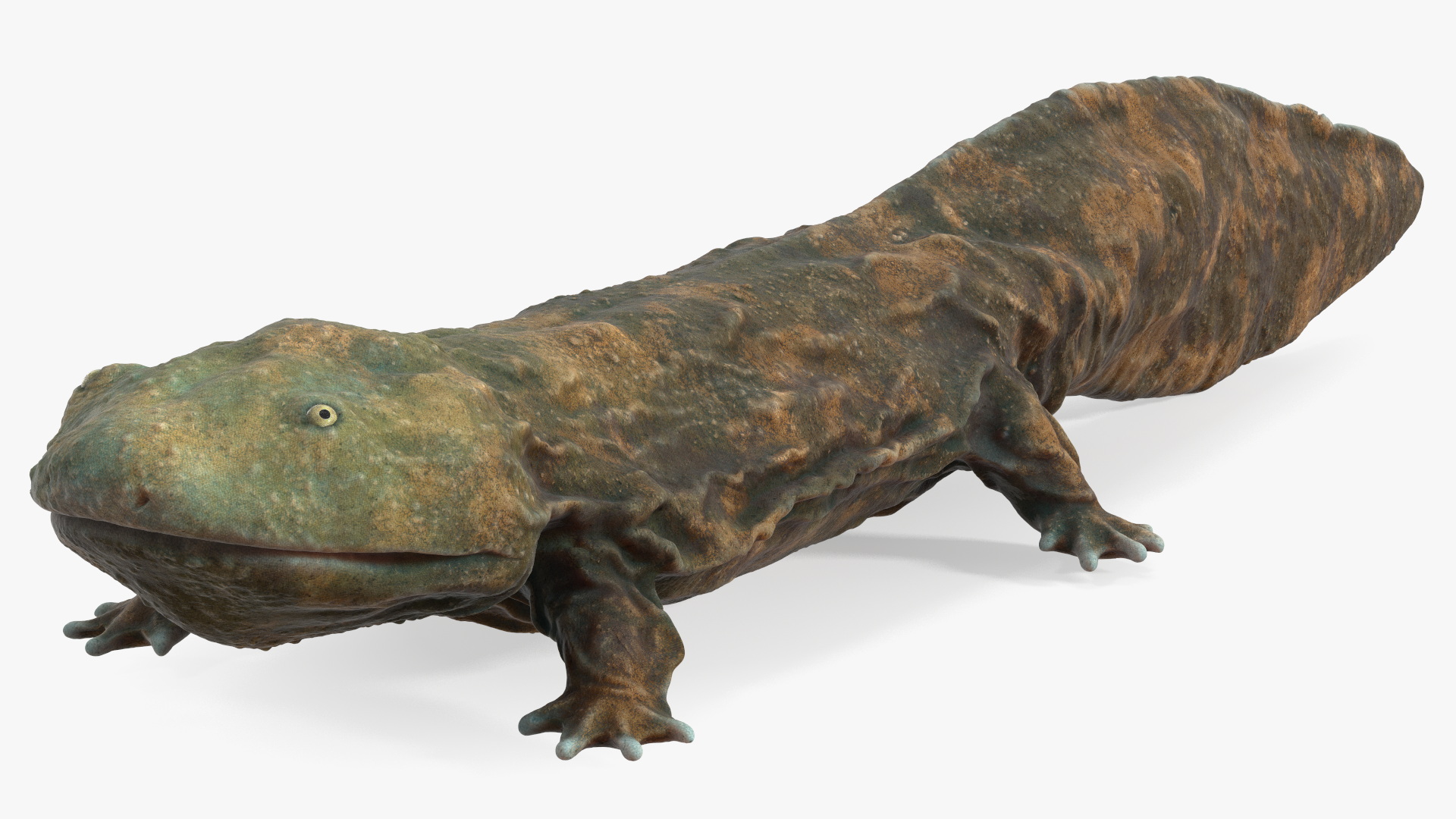 3D Aquatic Salamander Light Rigged