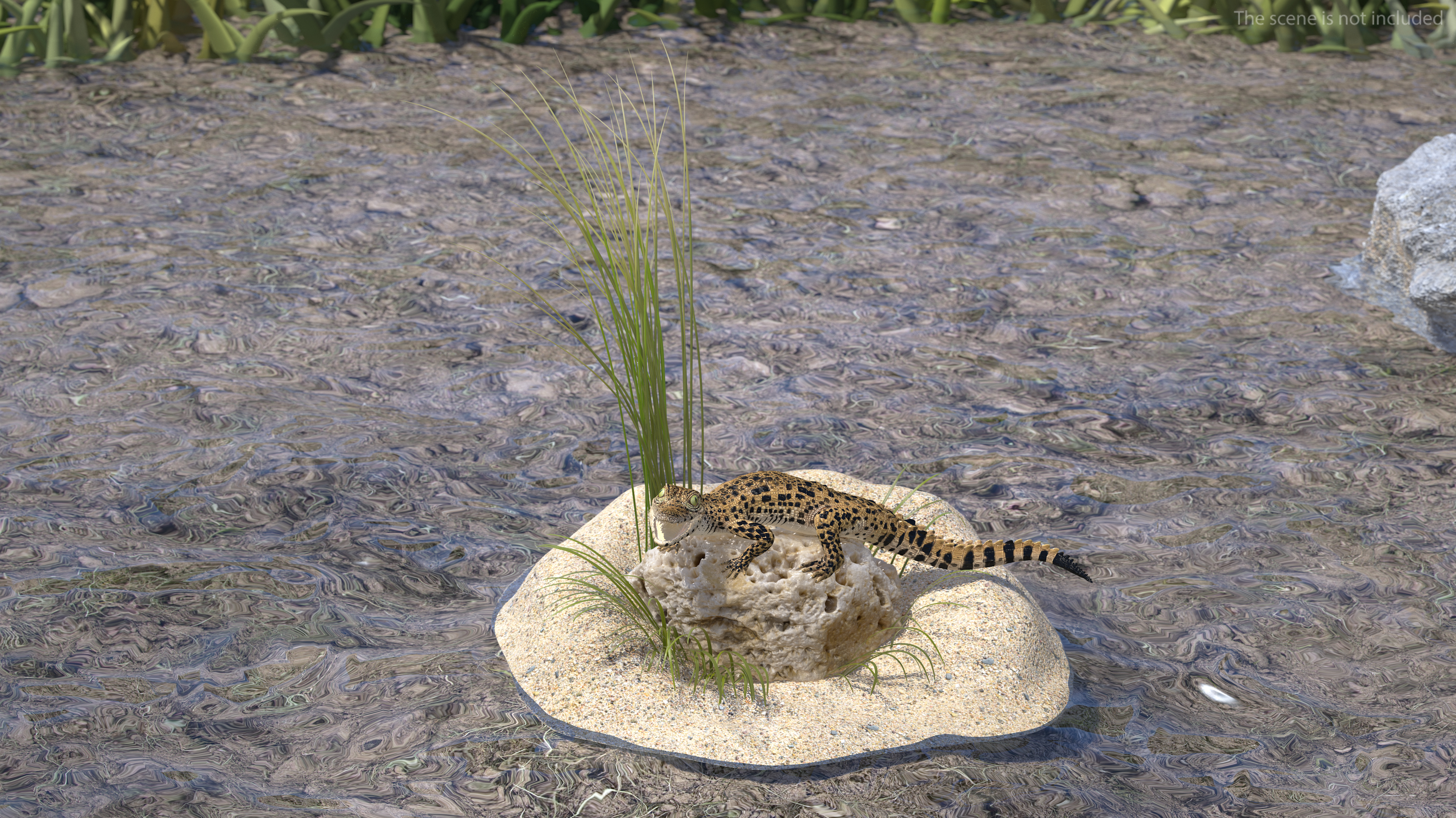 Baby Crocodile Natural Environment 3D model
