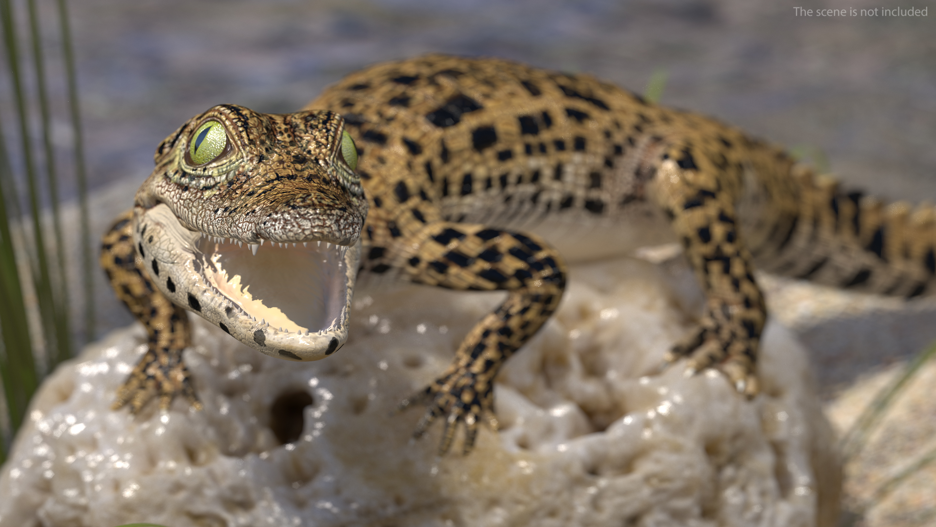 Baby Crocodile Natural Environment 3D model