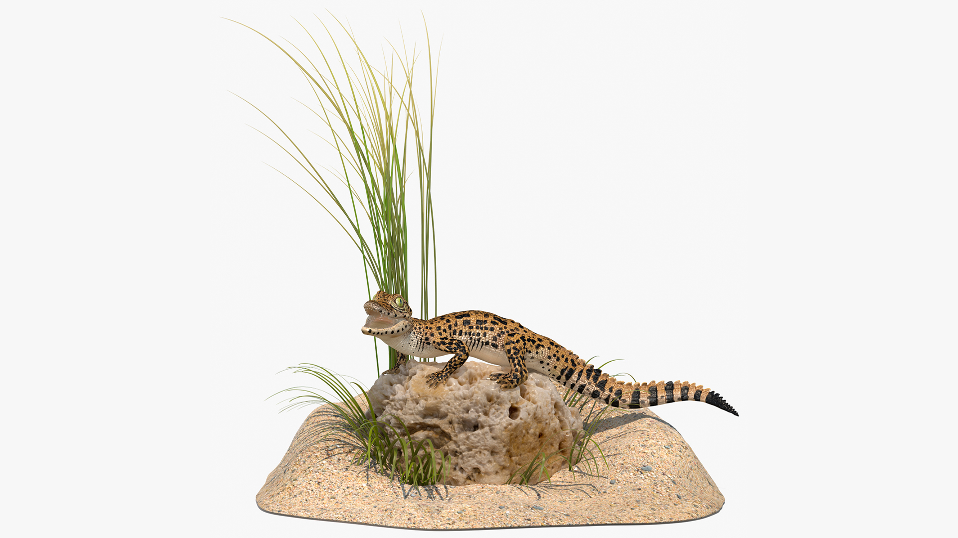 Baby Crocodile Natural Environment 3D model