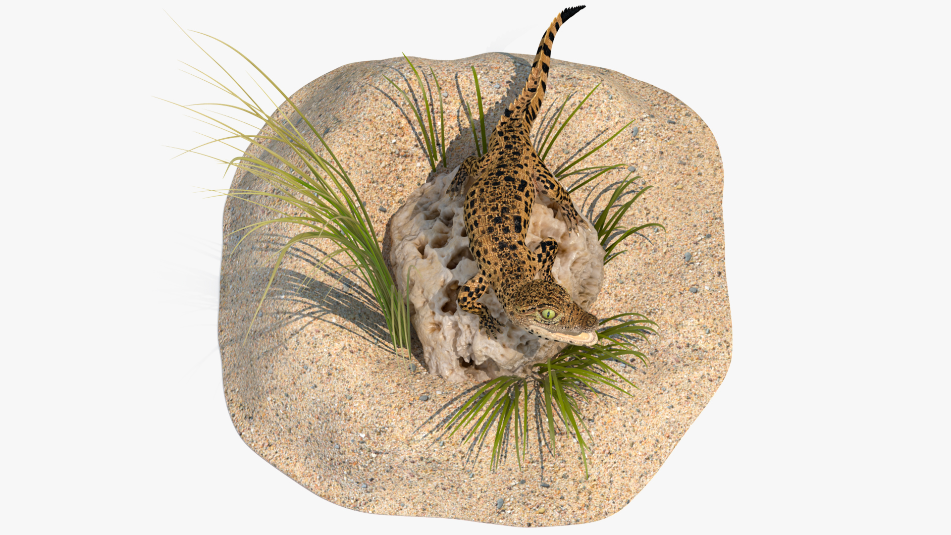 Baby Crocodile Natural Environment 3D model