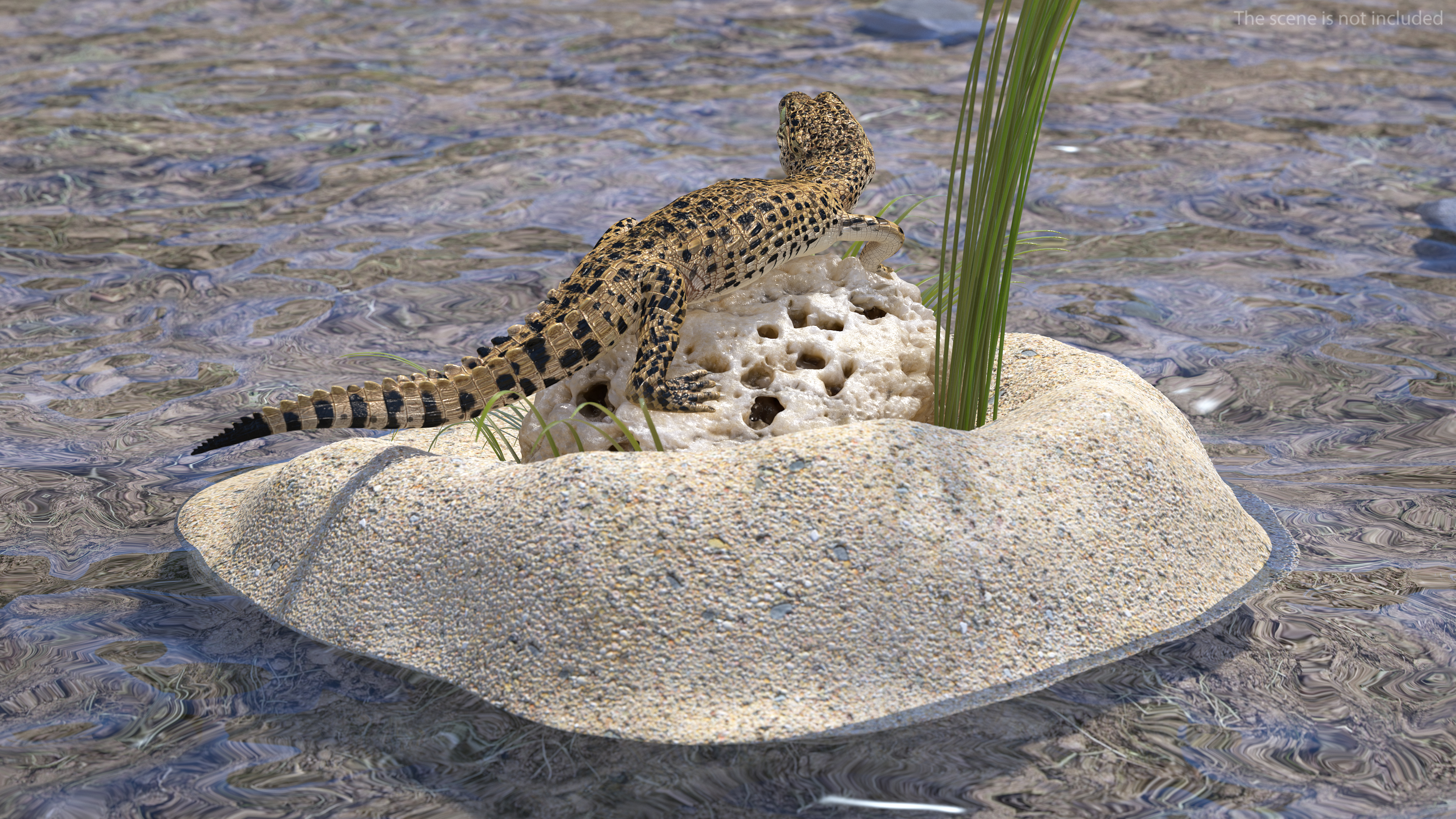Baby Crocodile Natural Environment 3D model