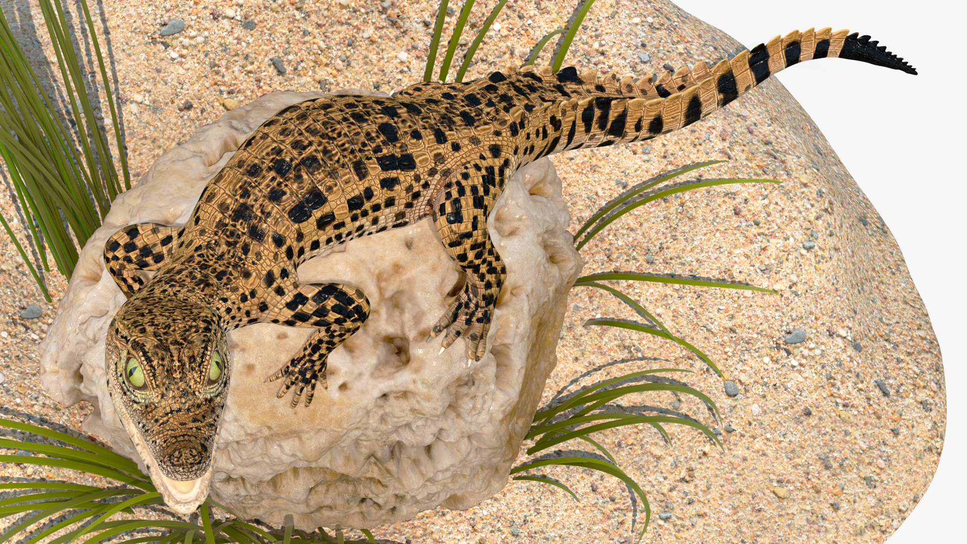 Baby Crocodile Natural Environment 3D model
