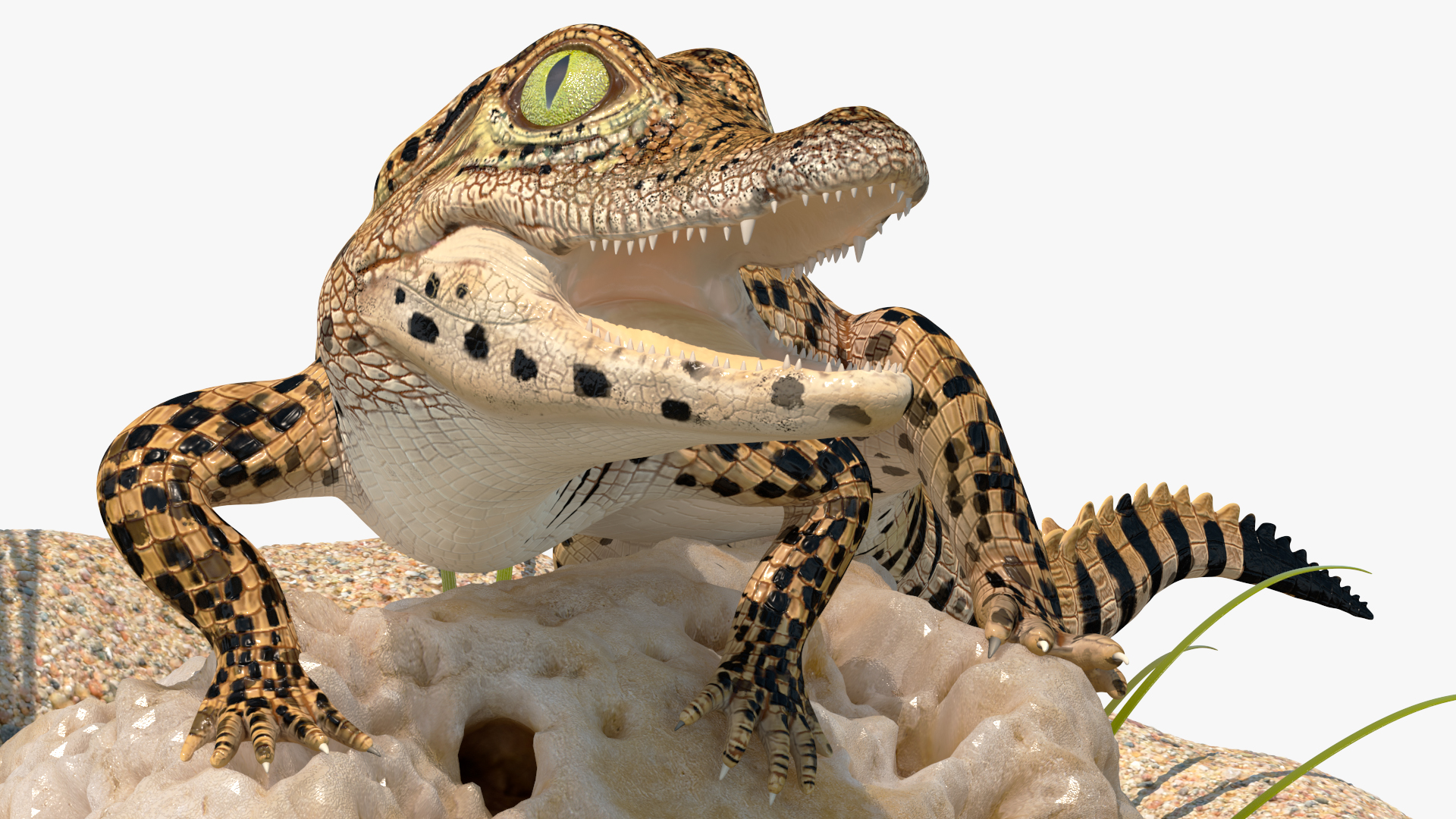 Baby Crocodile Natural Environment 3D model
