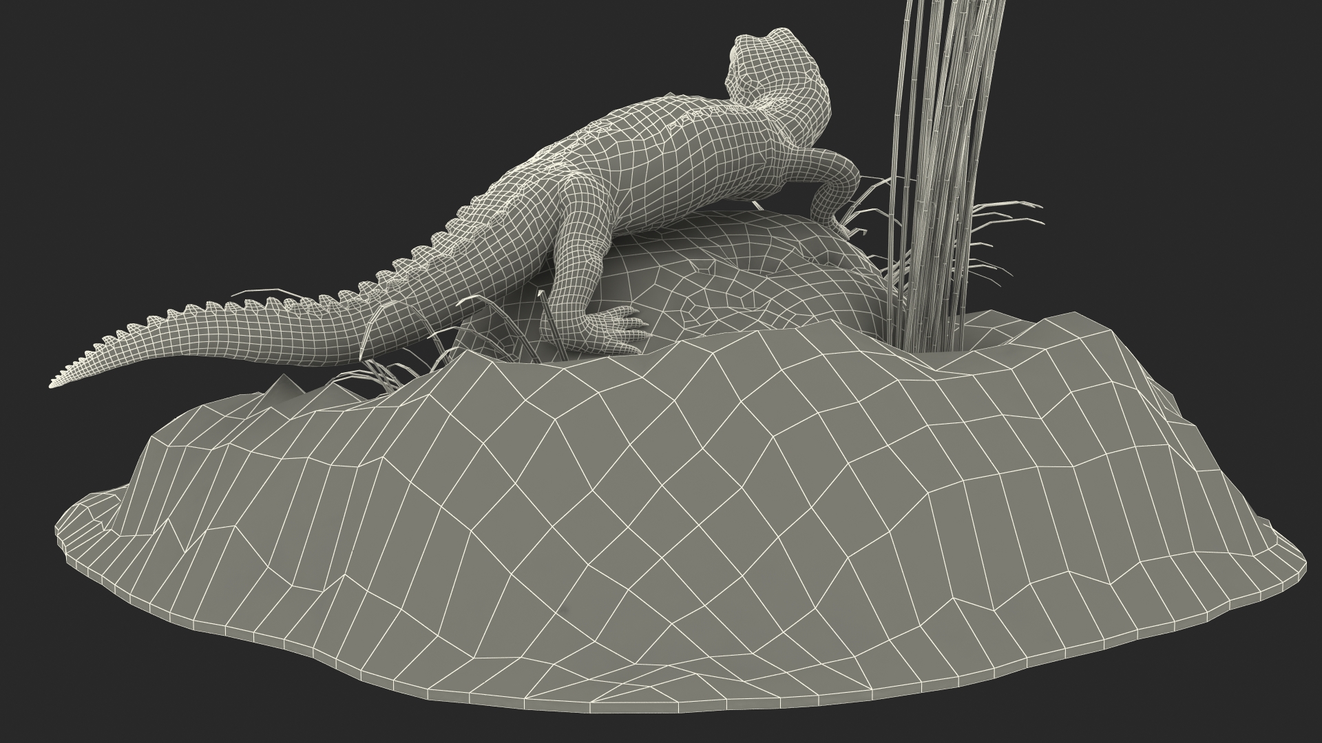 Baby Crocodile Natural Environment 3D model