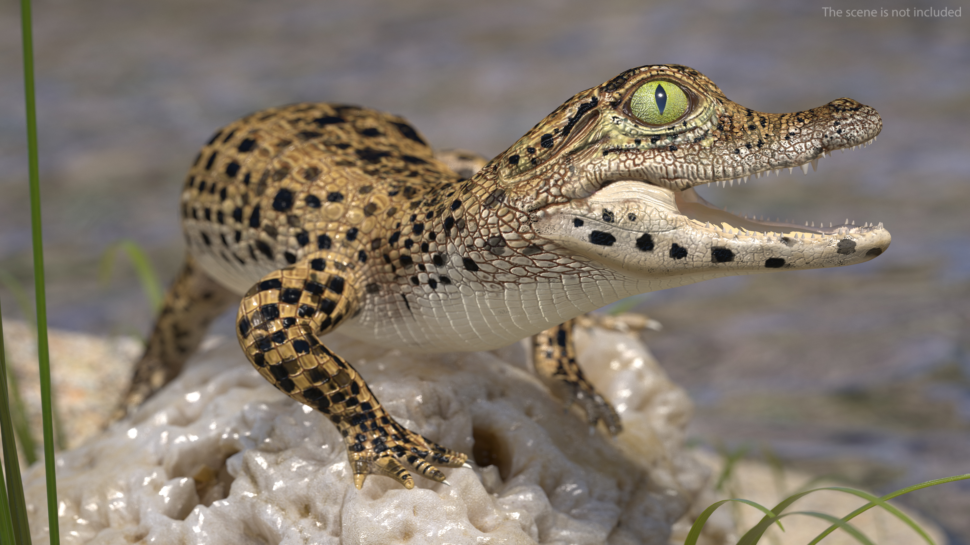 Baby Crocodile Natural Environment 3D model