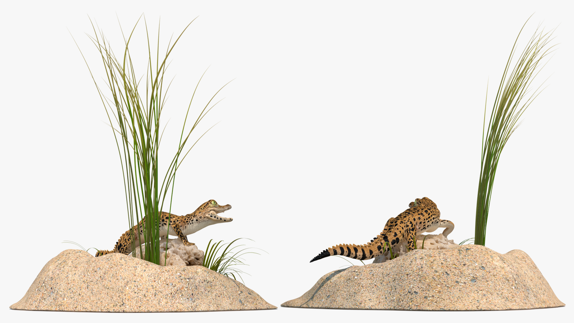 Baby Crocodile Natural Environment 3D model