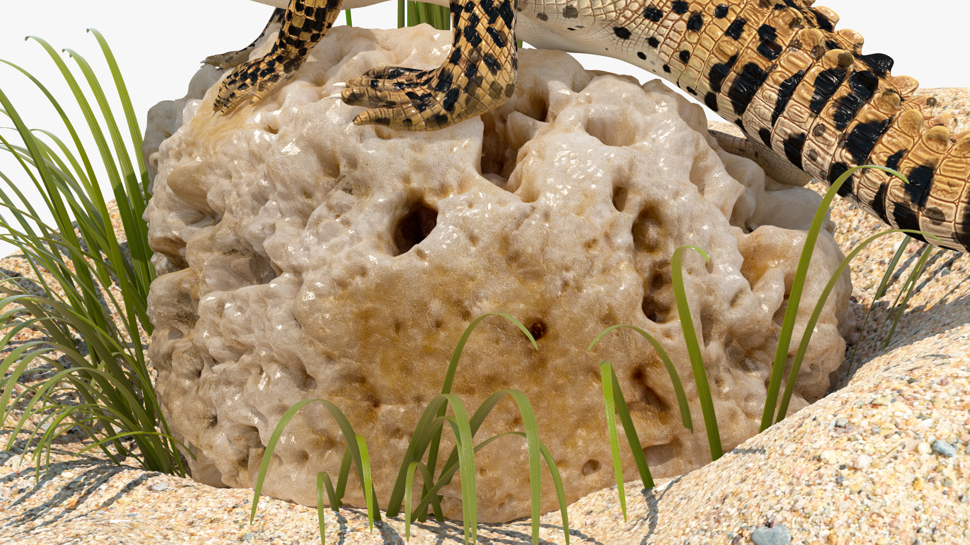 Baby Crocodile Natural Environment 3D model