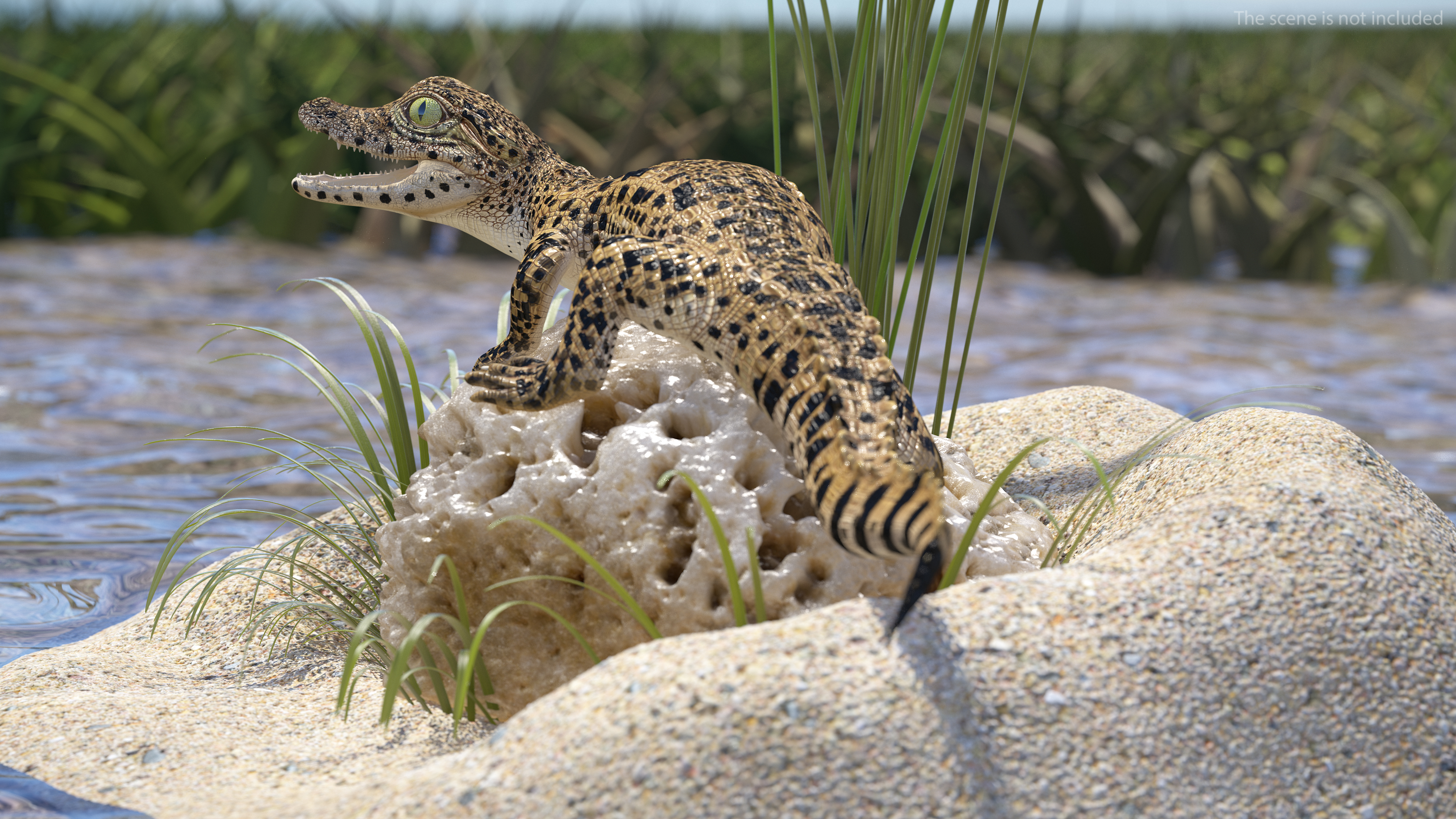 Baby Crocodile Natural Environment 3D model