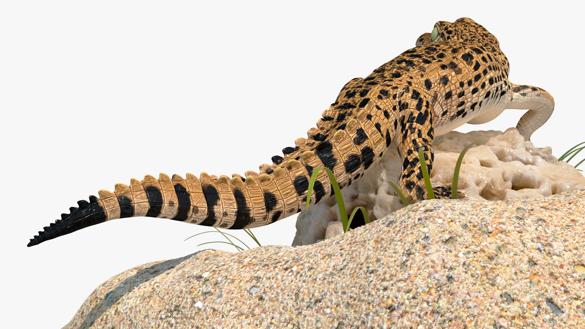 Baby Crocodile Natural Environment 3D model
