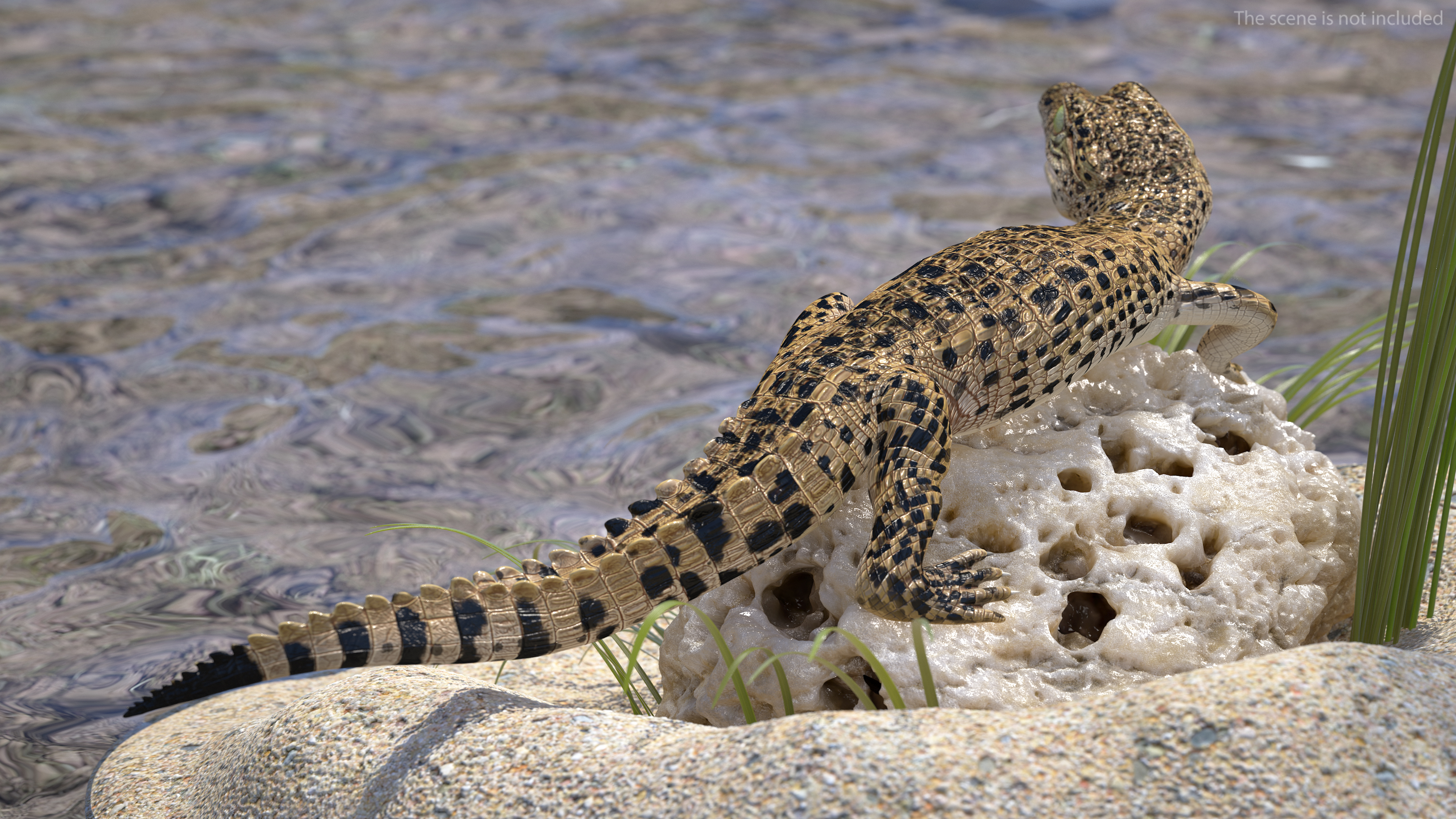 Baby Crocodile Natural Environment 3D model