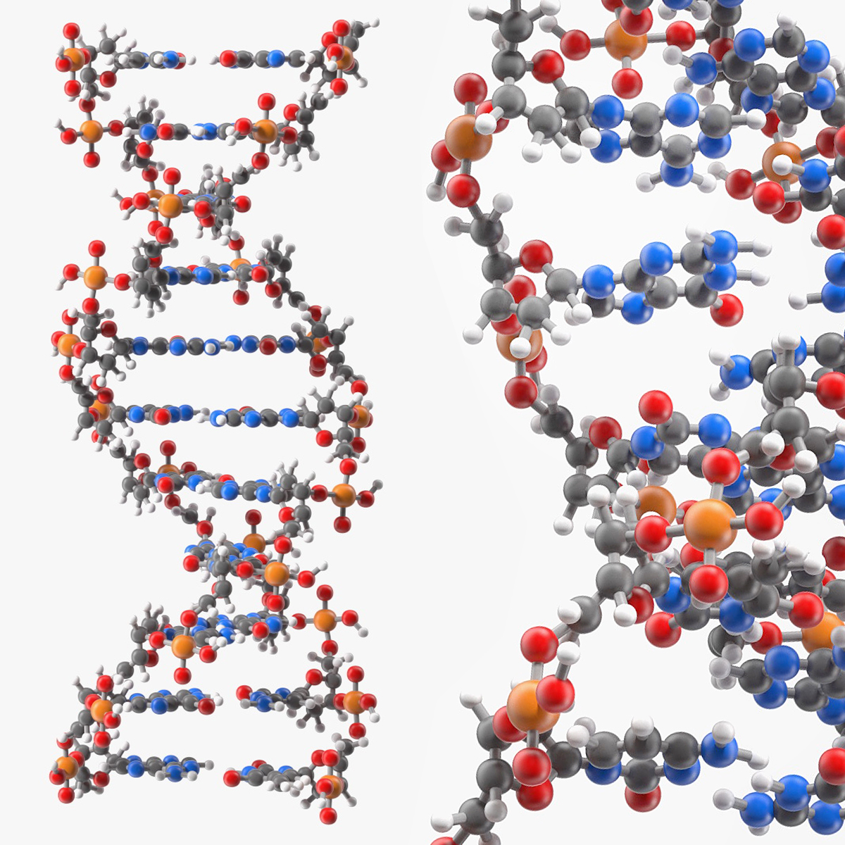 B Form DNA Model