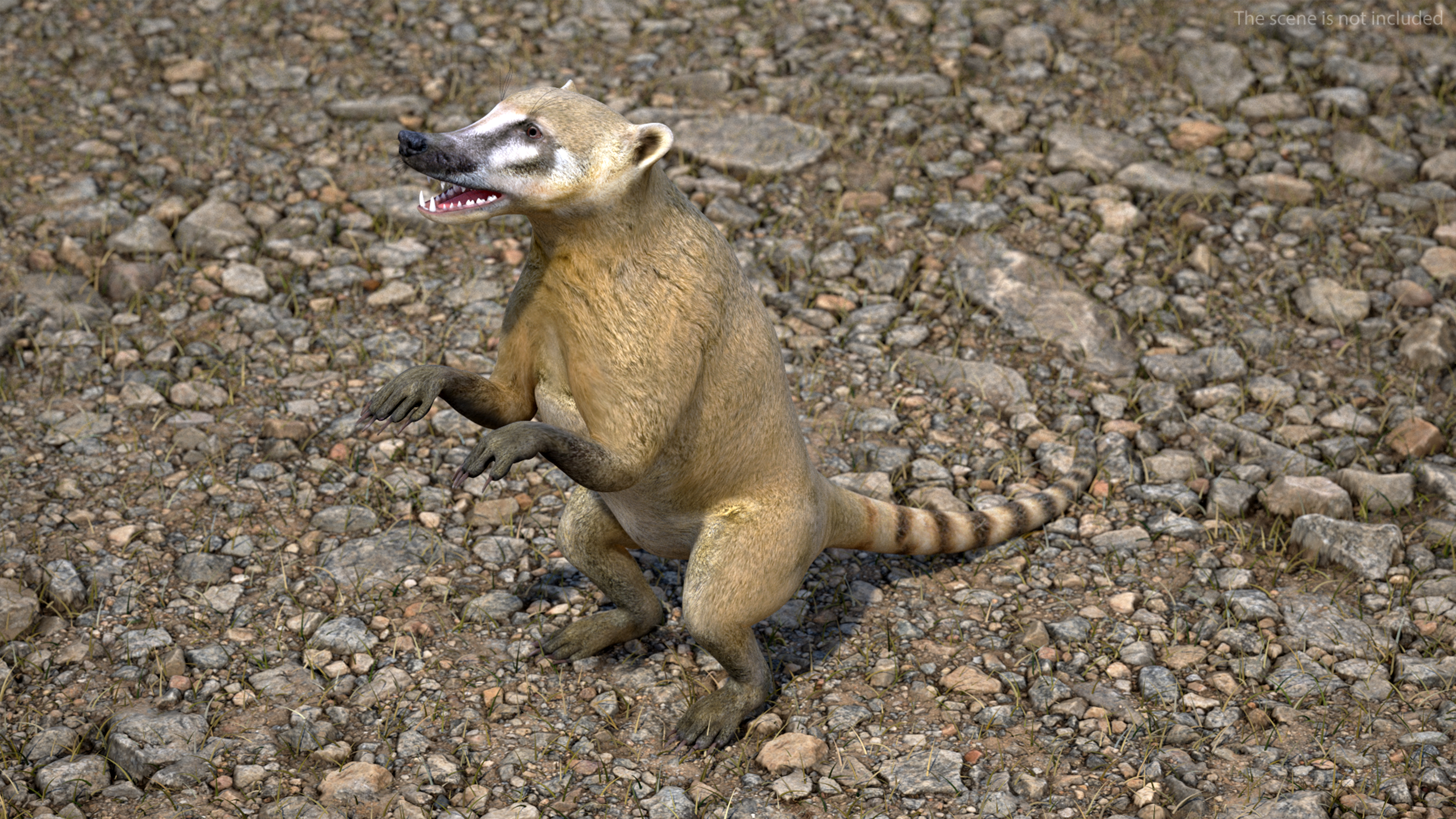 Standing Nasua 3D model