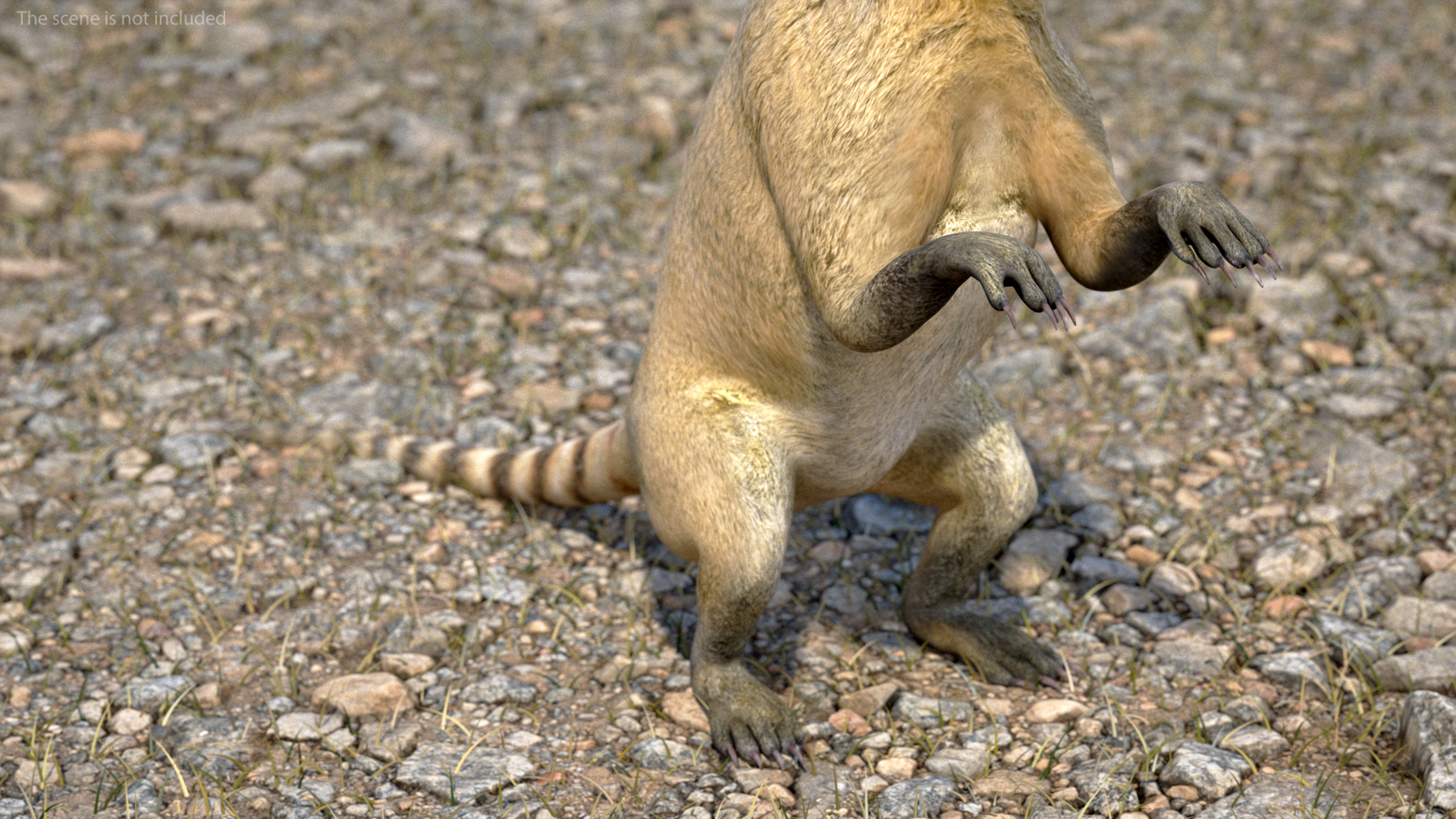 Standing Nasua 3D model