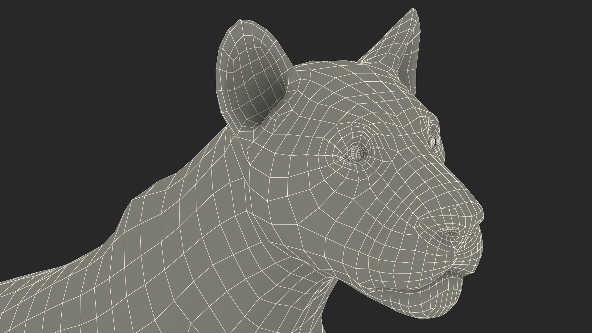 3D Young White Lion Rigged model